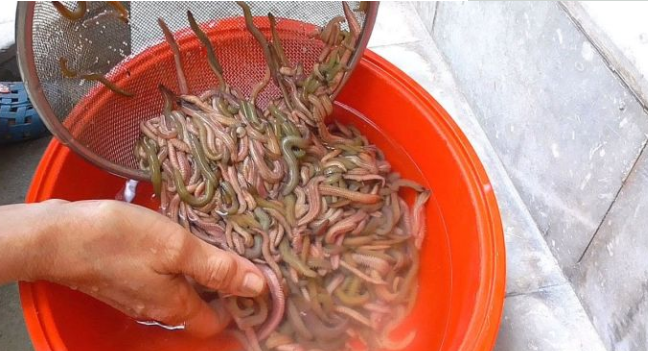 从现实考虑不要食用以免感染寄生虫|蚂蟥|水蛭|寄生虫_新浪新闻