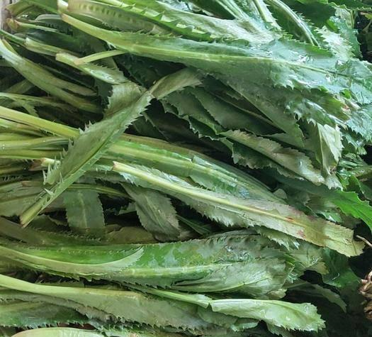 我们之前聊过刺芹,它和我们今天说到的越南香菜是不同的种类,虽然在