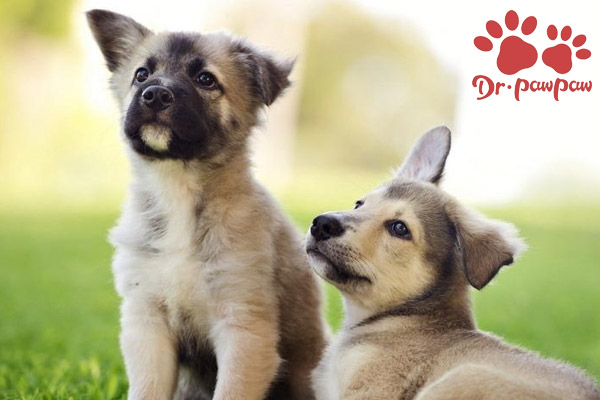 爪爪博士总部在哪里狗狗骨折怎么处理应急比较好 狗狗 骨折 应急 新浪新闻