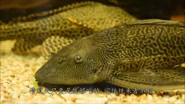 让人头疼的清道夫，被<a href=