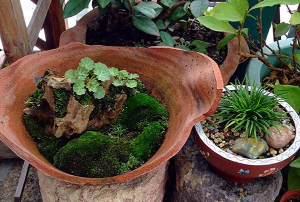 园艺的境界 简单就很美 财经头条