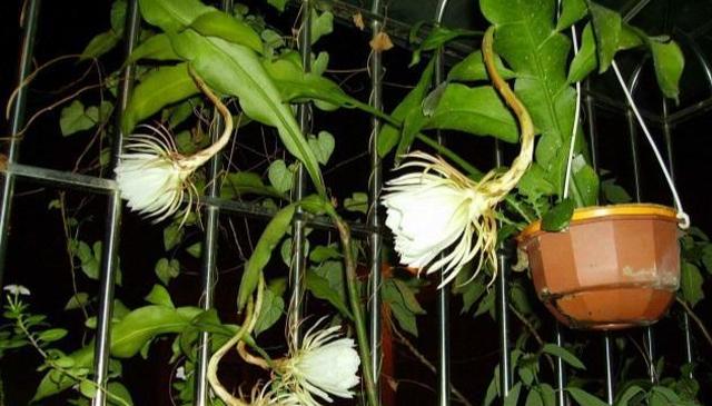 家养昙花开花又大又多,邻居都羡慕!|昙花|养殖|农家肥_新浪新闻
