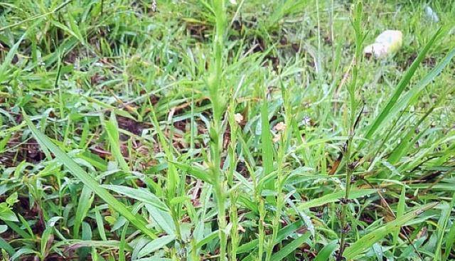 它是"草中黄金",个子矮子却珍贵稀有,若您遇到是福气好