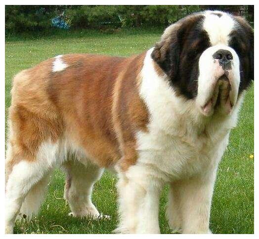 世界最大狗 体重150斤站起来两米多高 被称为 太阳神的犬