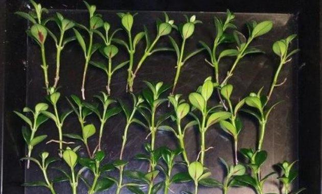 一个枝条砍八段,扦插金鱼吊兰,一盆变十盆,开满金鱼花|吊兰|金鱼|枝条