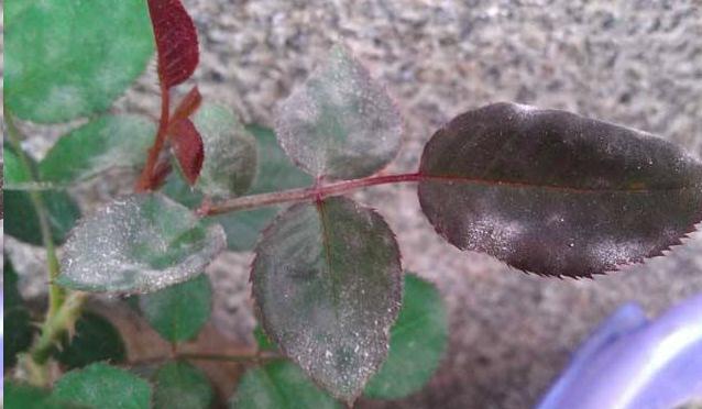 月季叶片皱巴巴的?检查这3点就好!