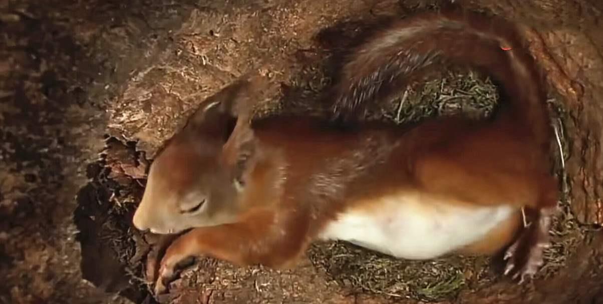 在松鼠窝里安装个摄像头,看看松鼠一天都在窝里干嘛?