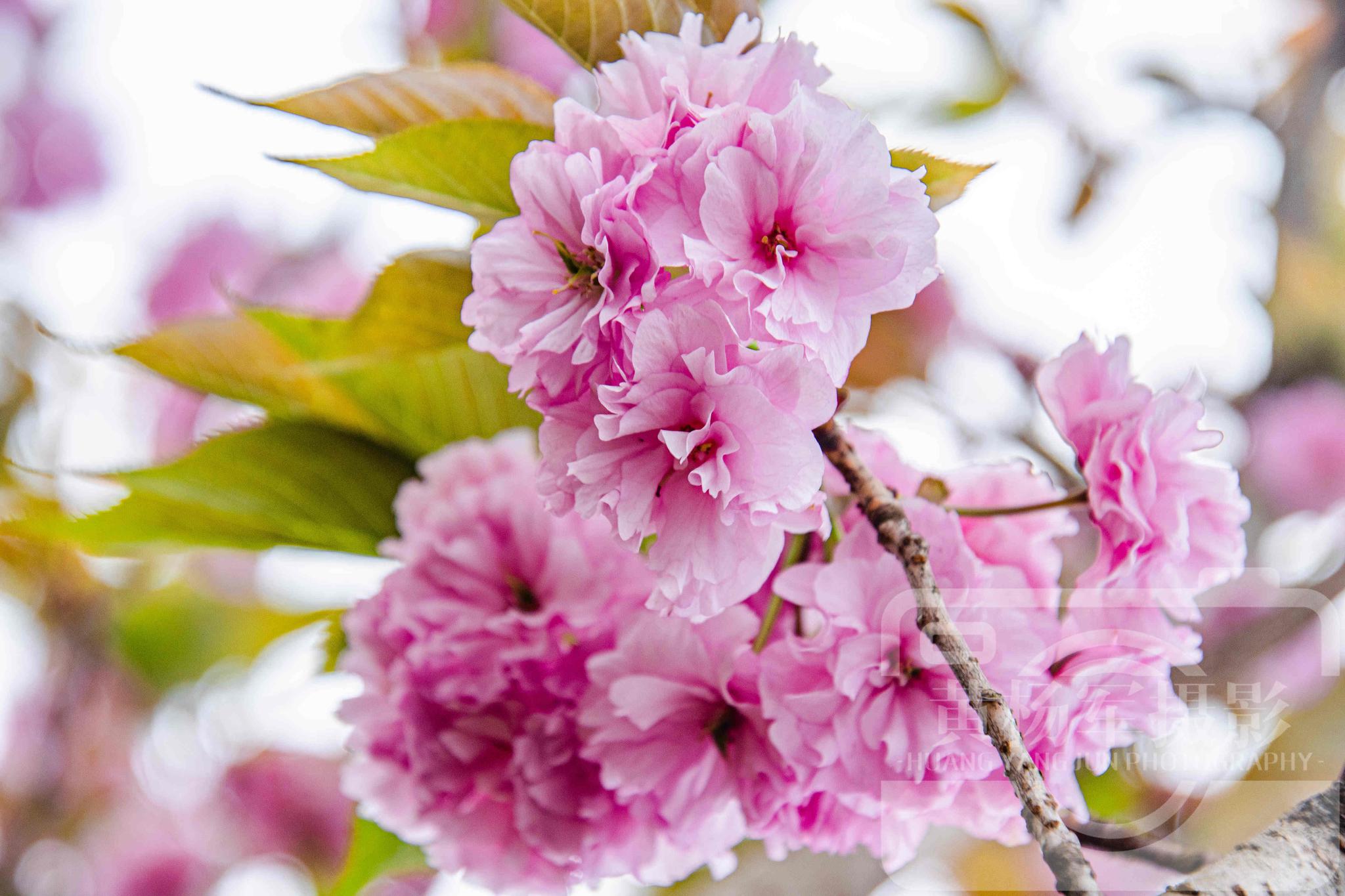 樱花盛开的美丽,赣南春日里娇美的花朵