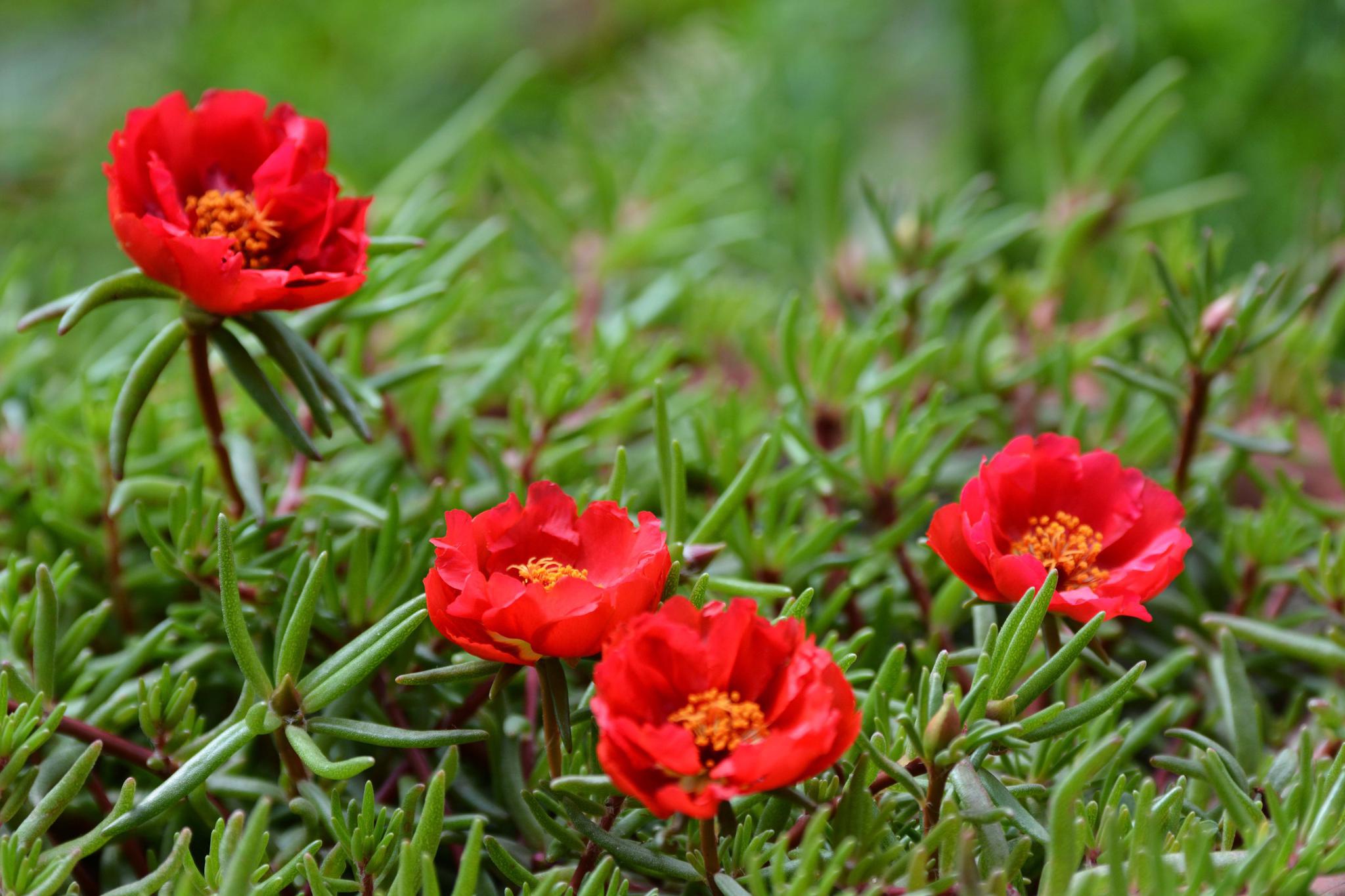 红色太阳花,原创拍摄