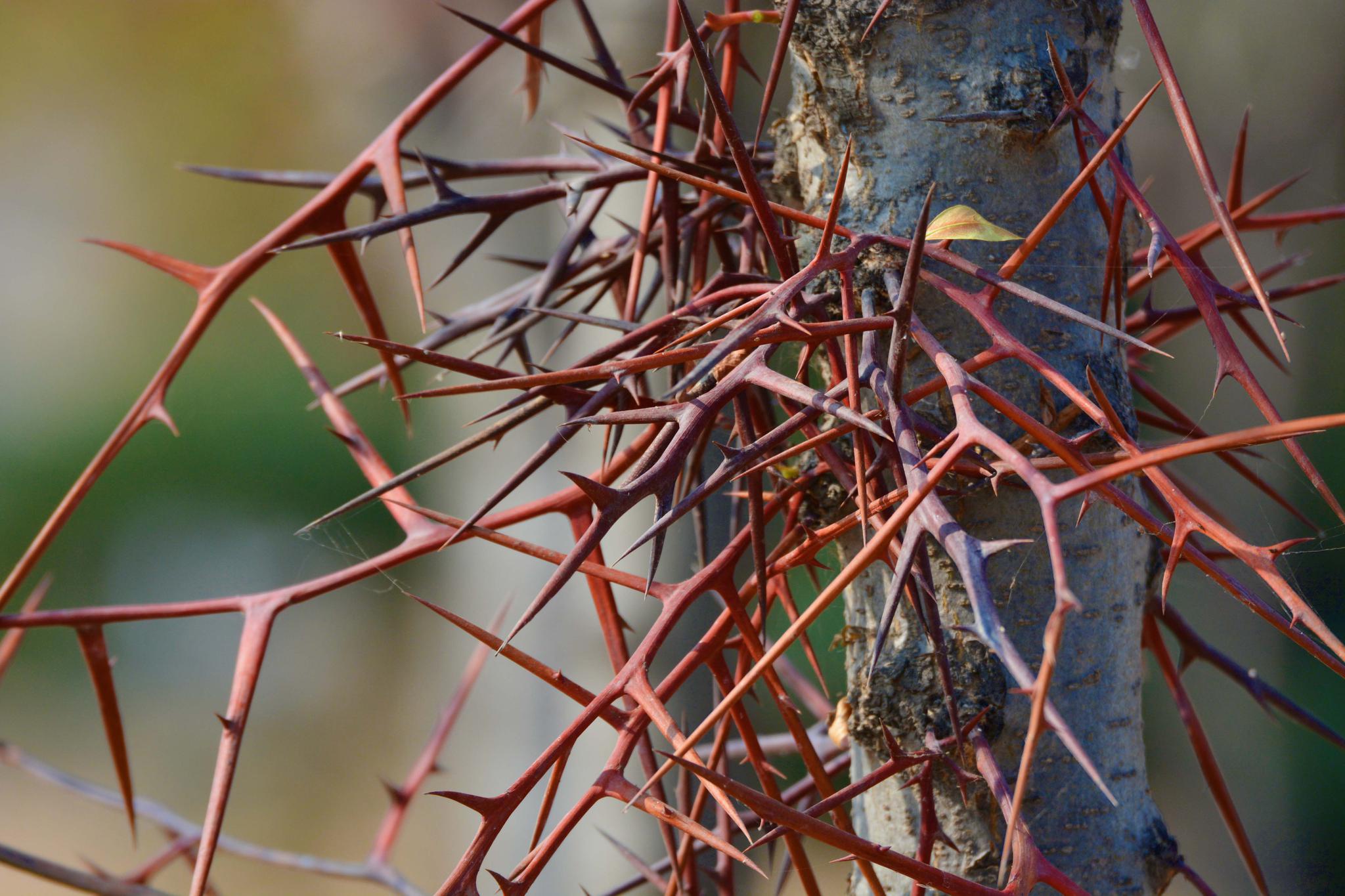 大刺皂角树的刺,原创拍摄