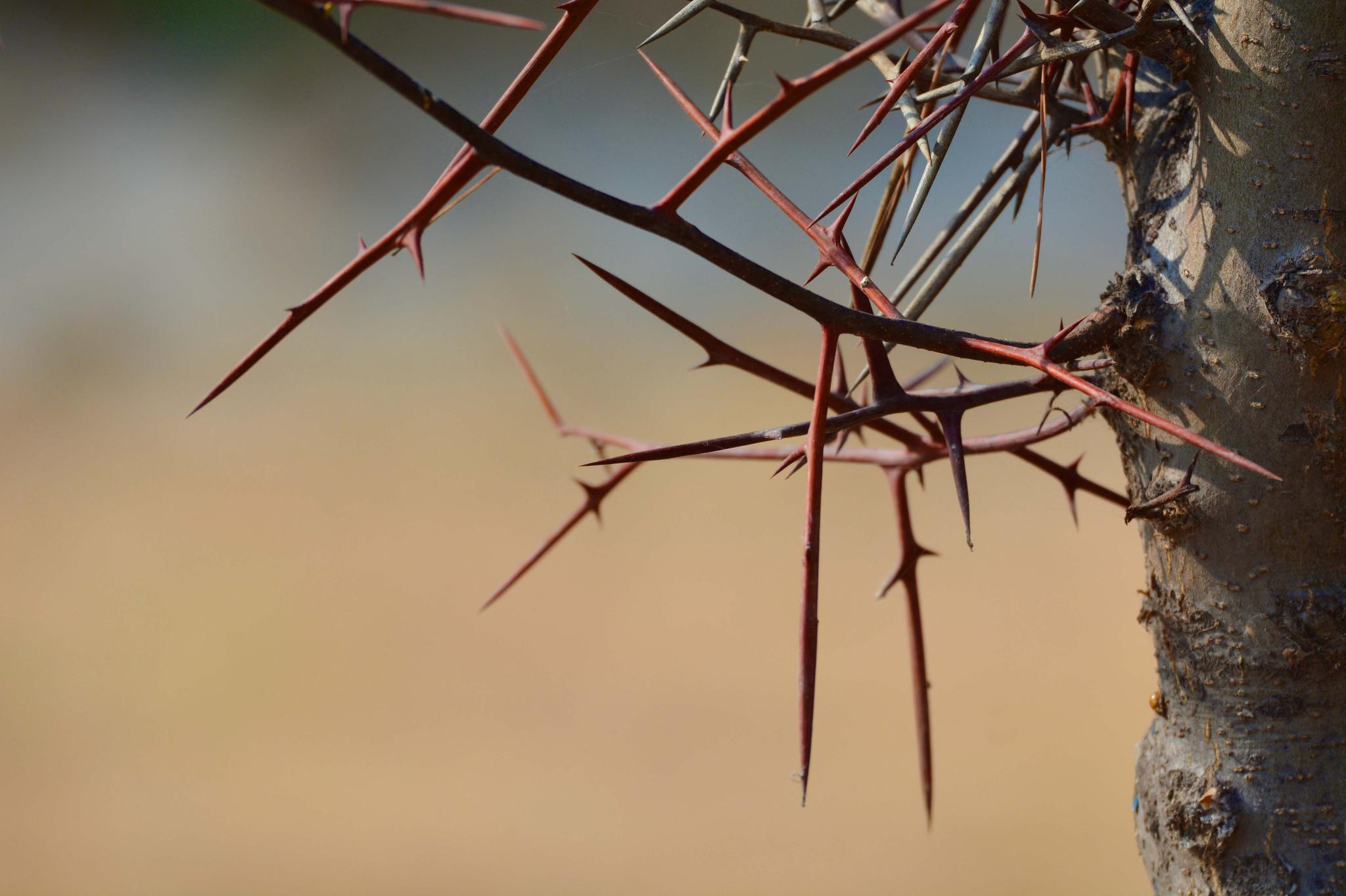 大刺皂角树的刺,原创拍摄