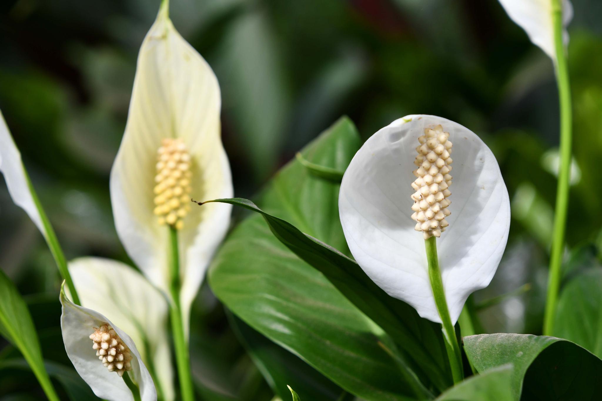 花型很特别的白掌原创拍摄