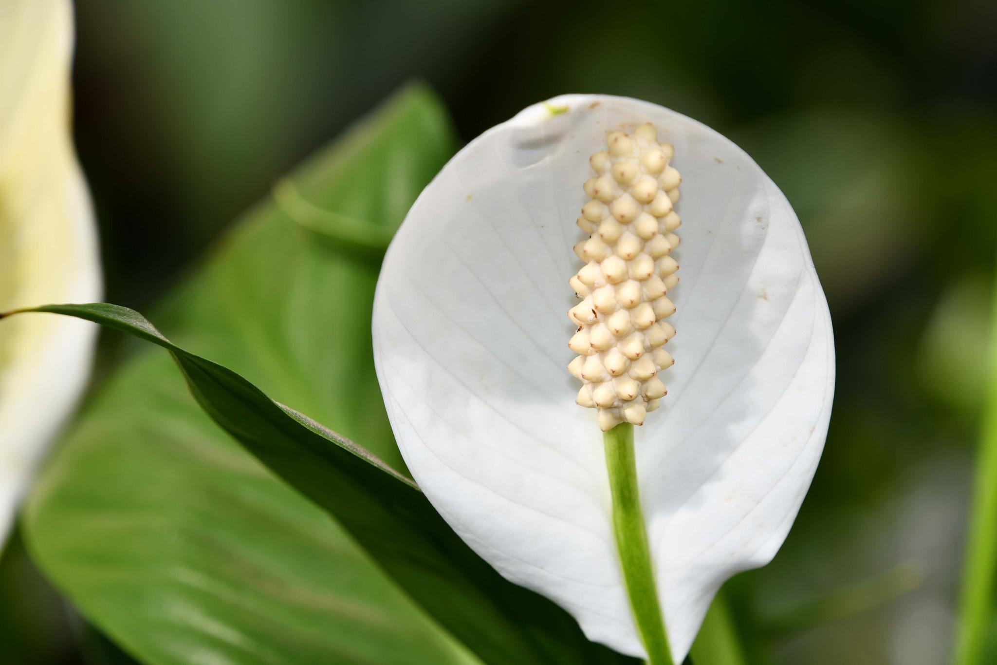 花型很特别的白掌原创拍摄