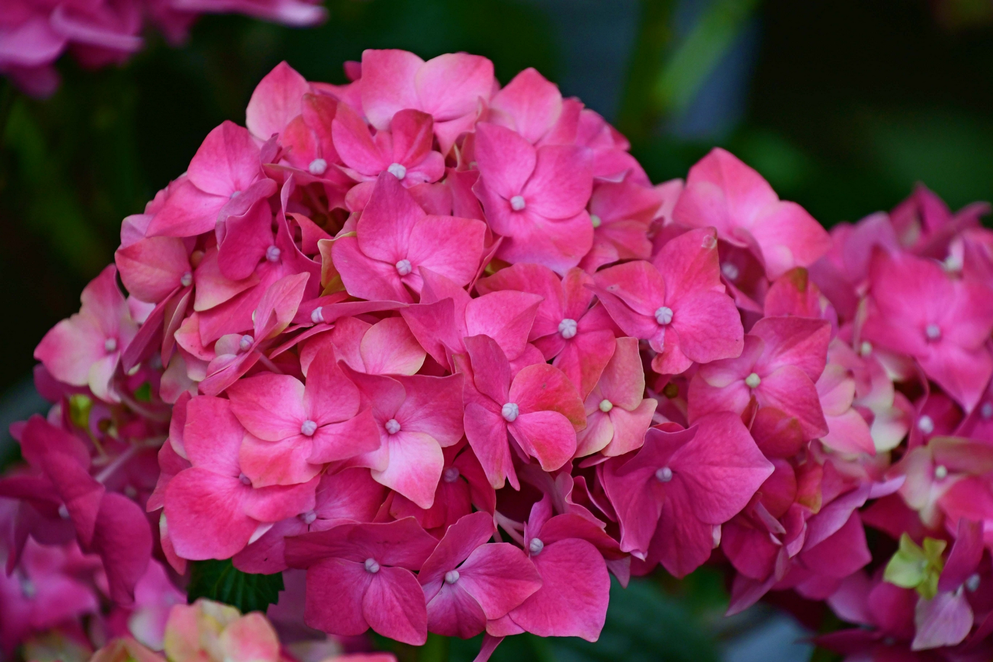 粉绣球花原创拍摄