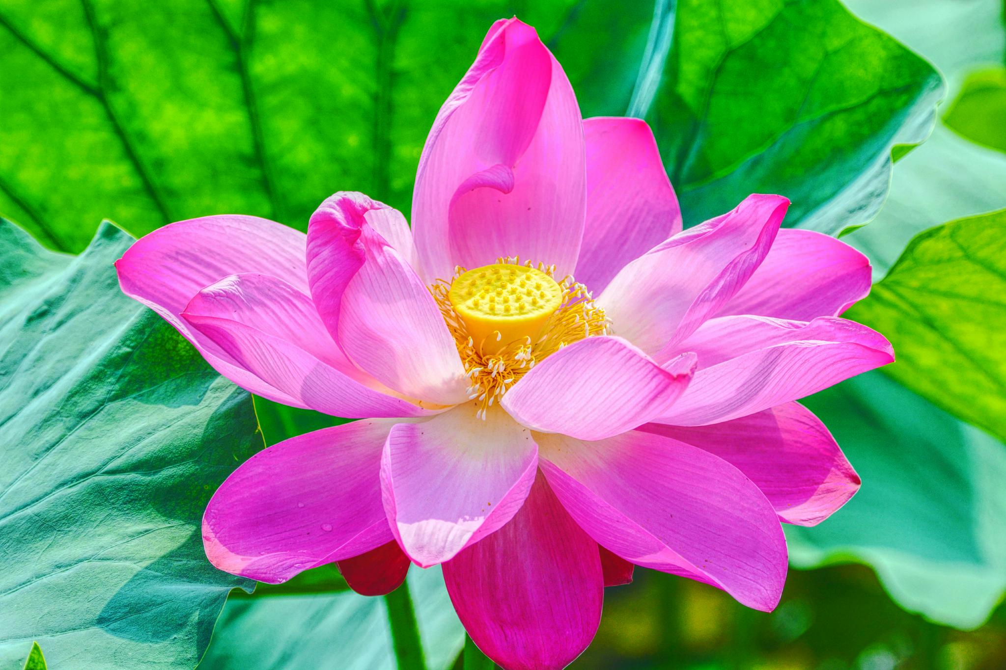 美丽的粉莲花,原创拍摄