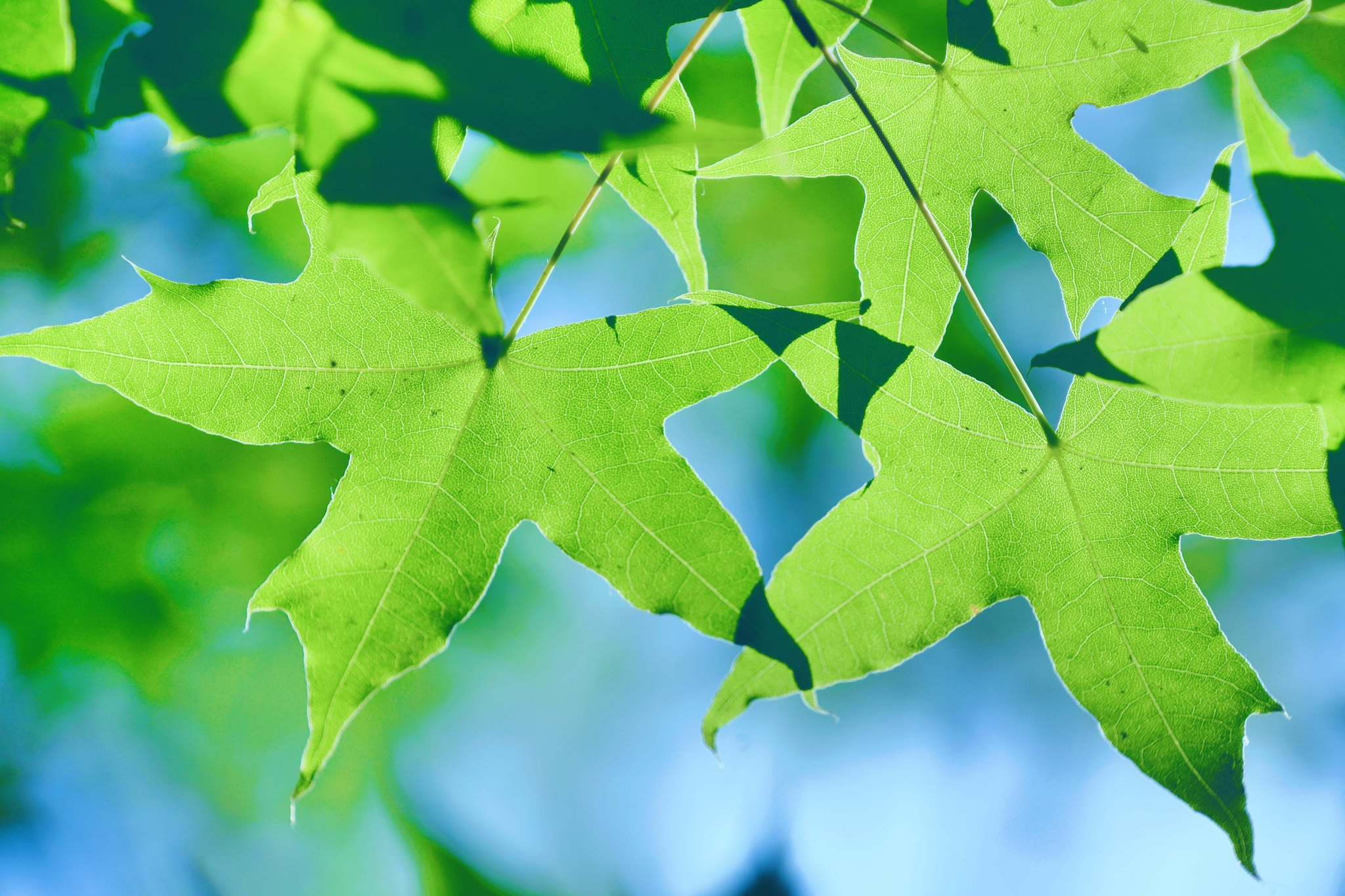 绿色的枫叶,原创拍摄