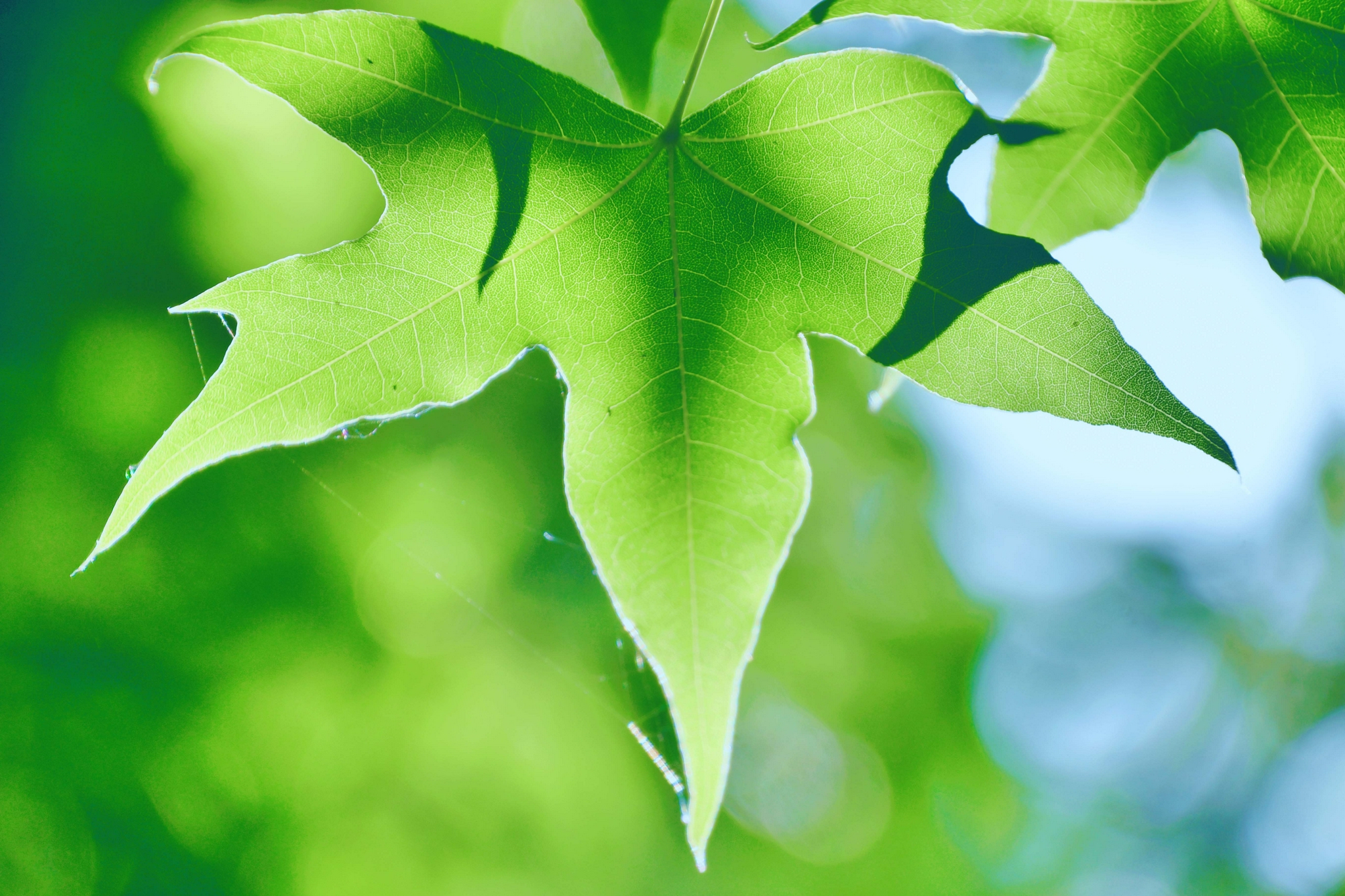 绿色的枫叶,原创拍摄