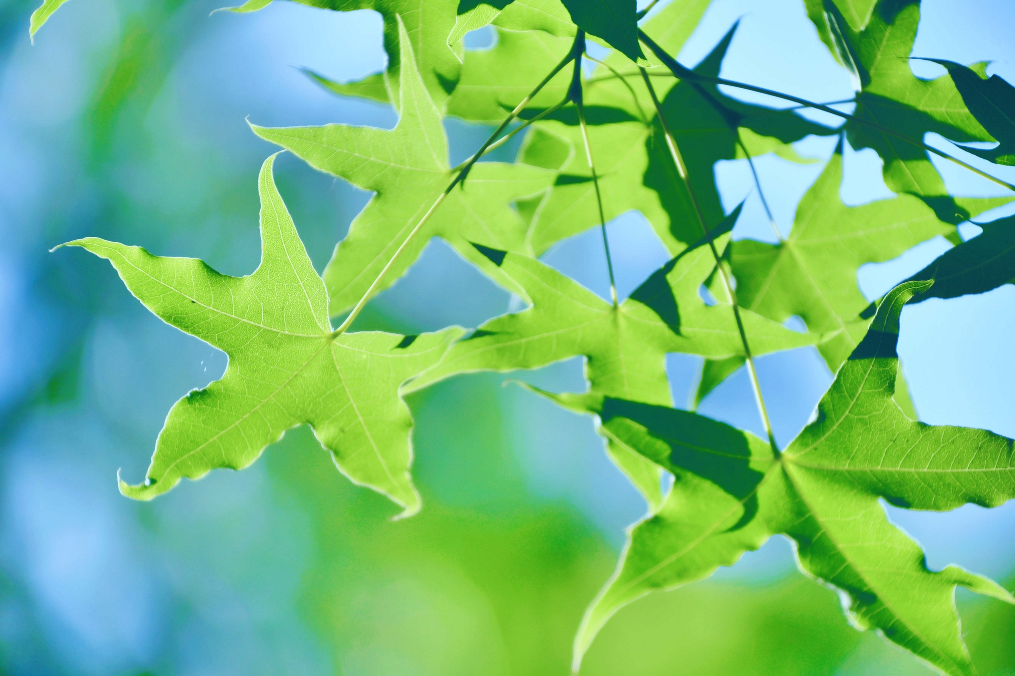 绿色的枫叶,原创拍摄