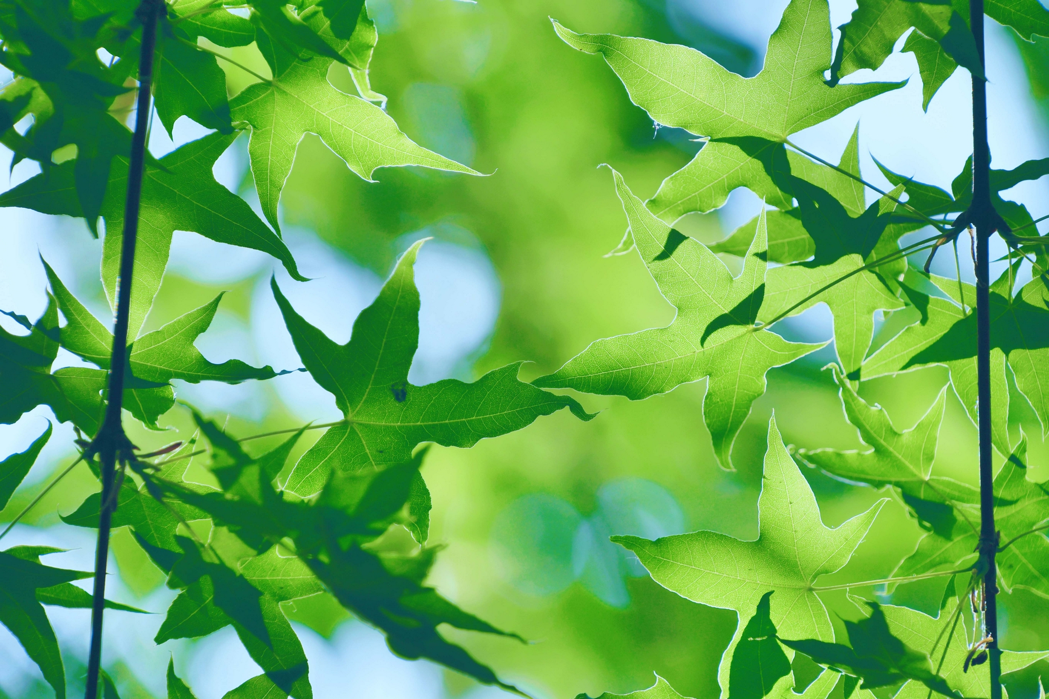 绿色的枫叶,原创拍摄