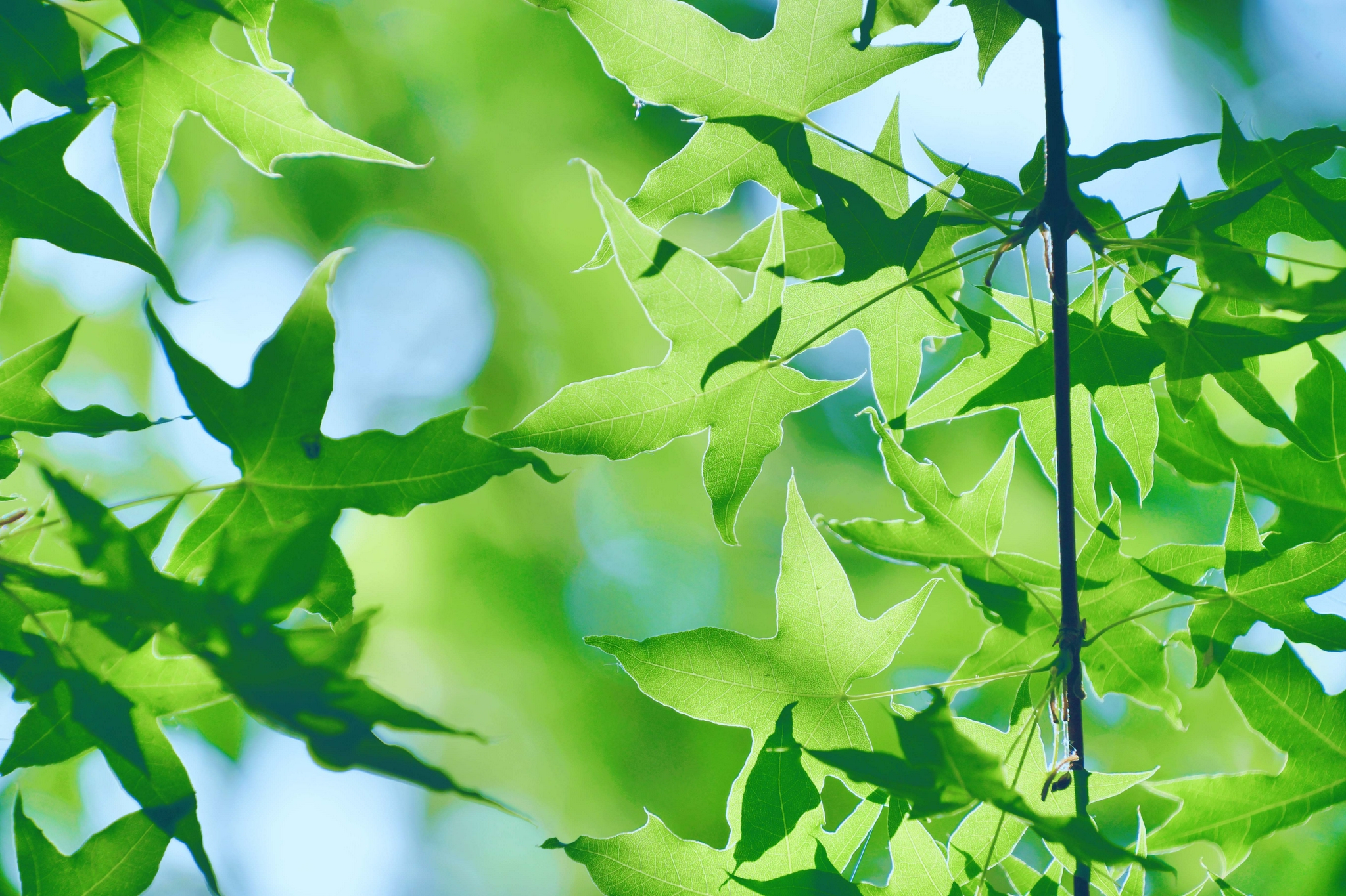 绿色的枫叶,原创拍摄