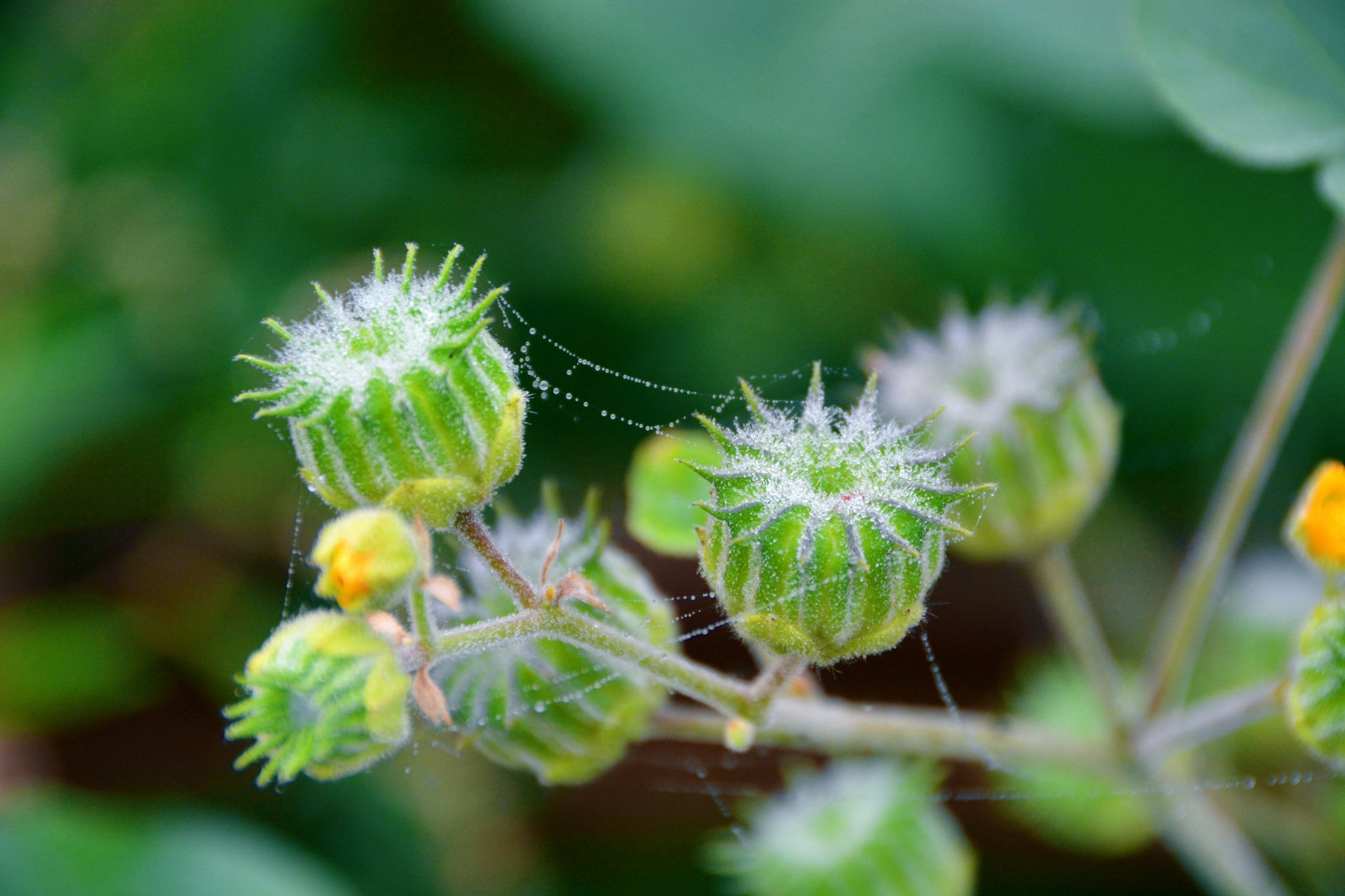 苘麻果原创拍摄