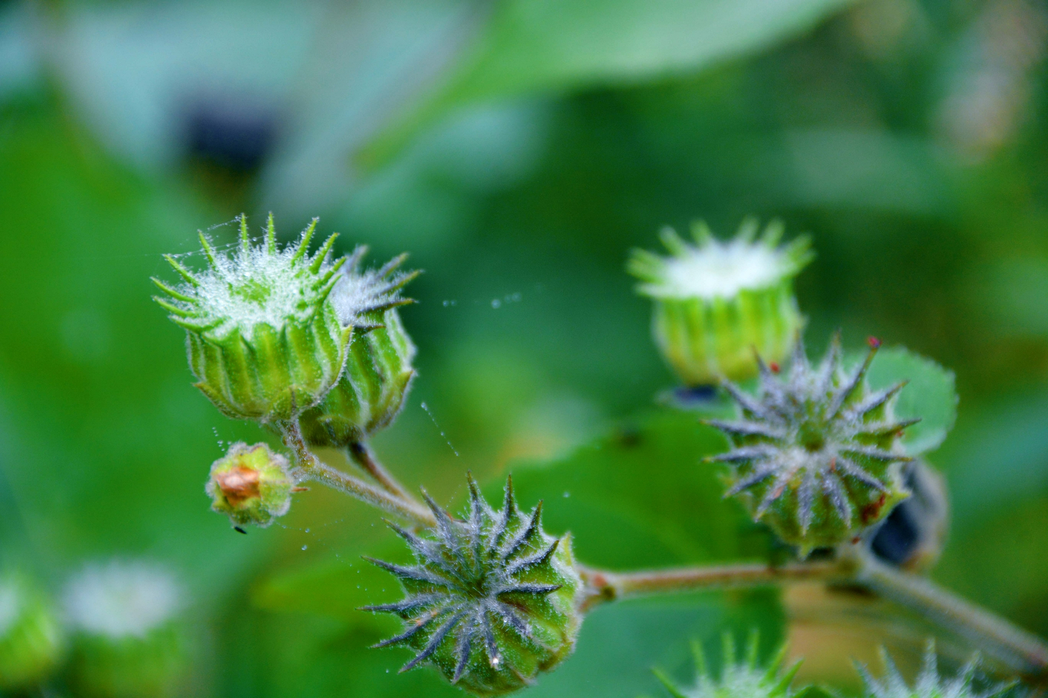苘麻果原创拍摄