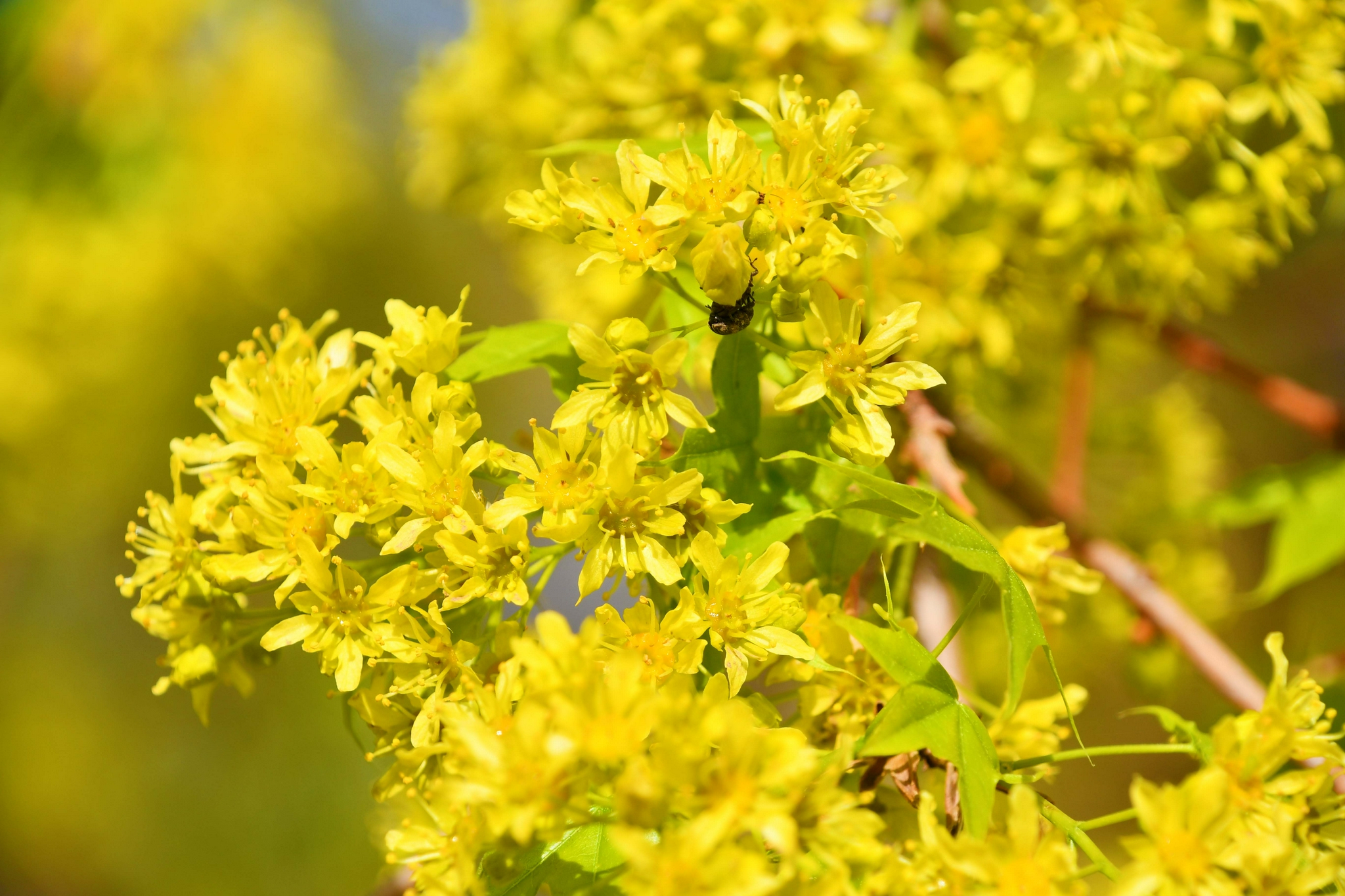 枫树花,原创拍摄_高清图集_新浪网