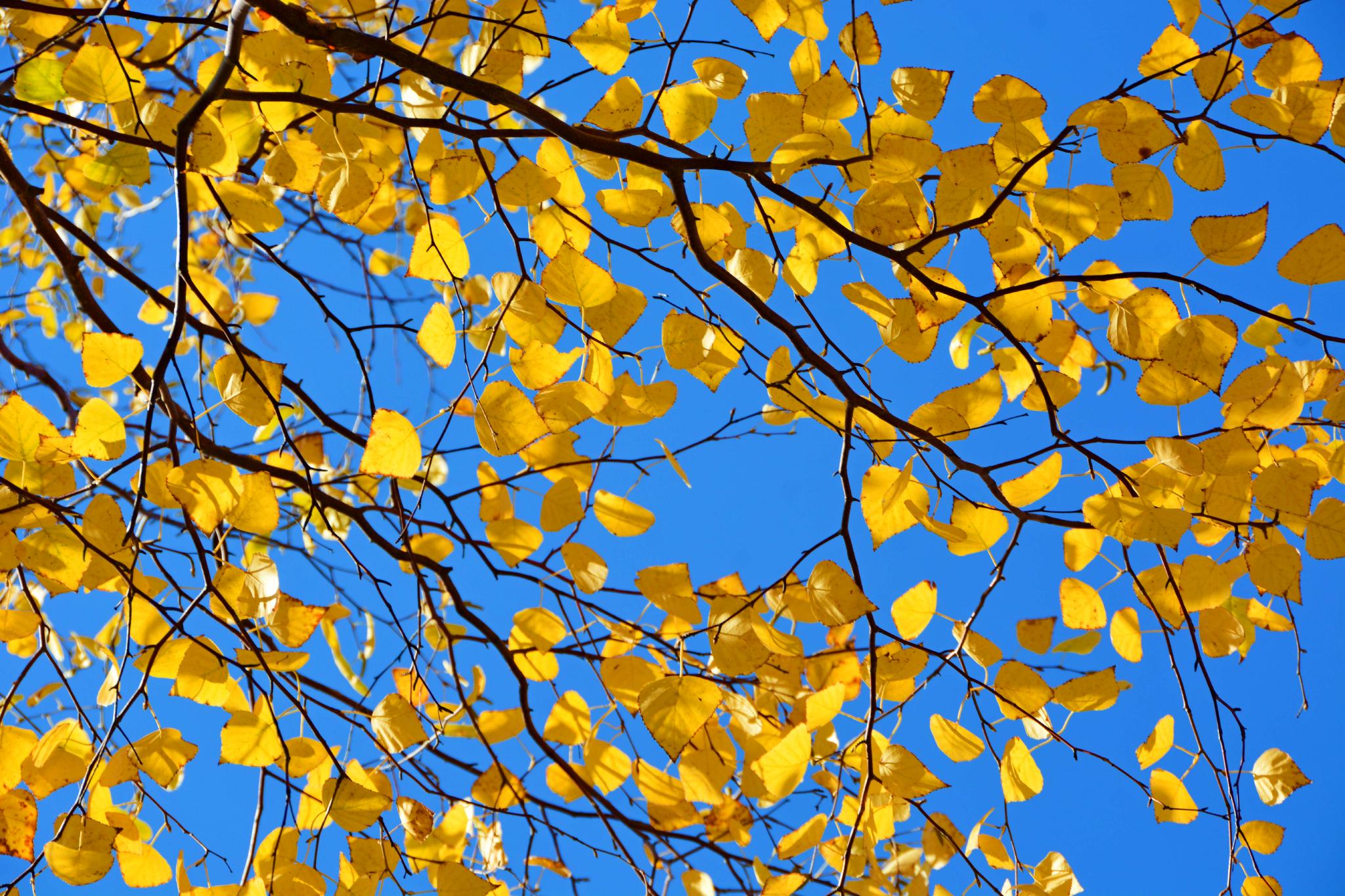 金色白桦树叶原创拍摄