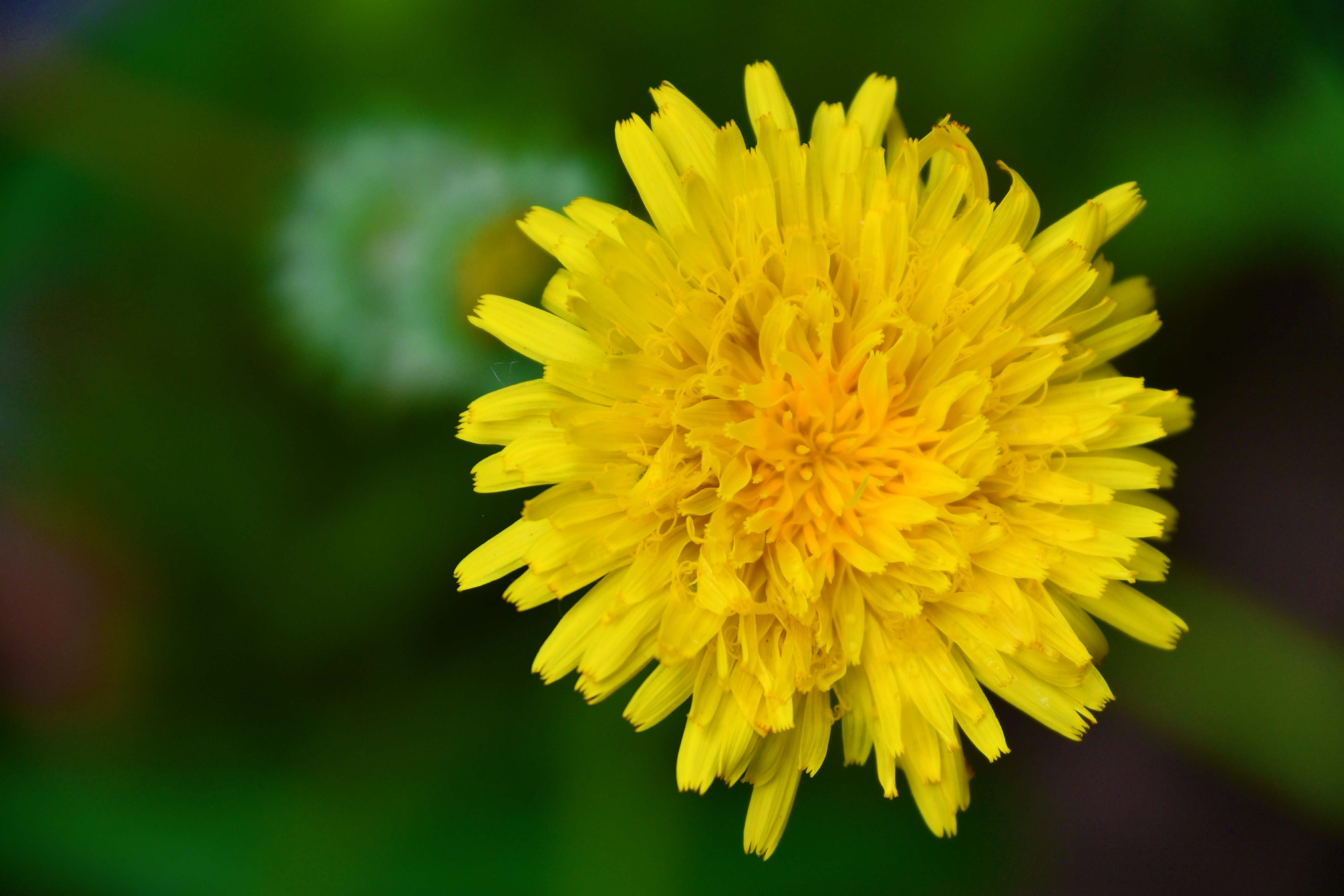 蒲公英花原创拍摄