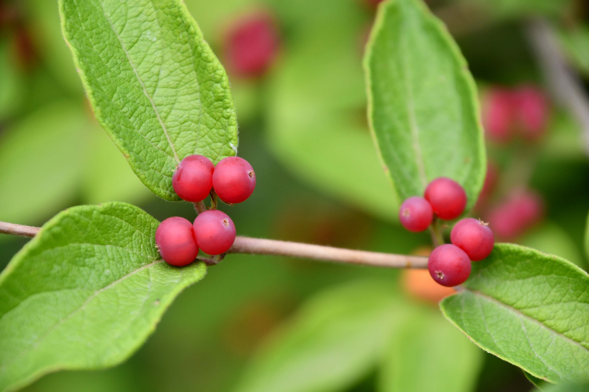 紫红色忍冬果原创拍摄