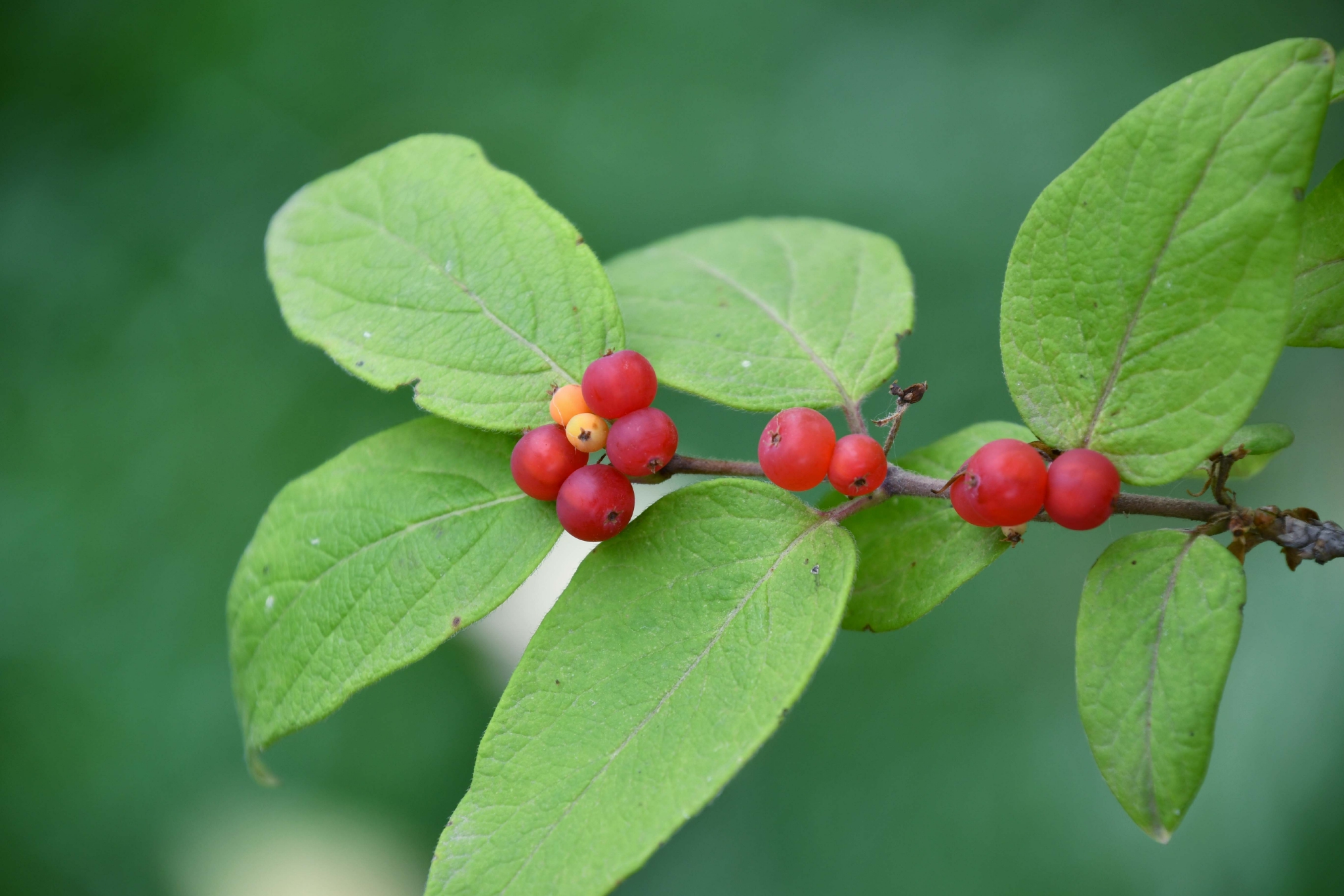 紫红色忍冬果原创拍摄