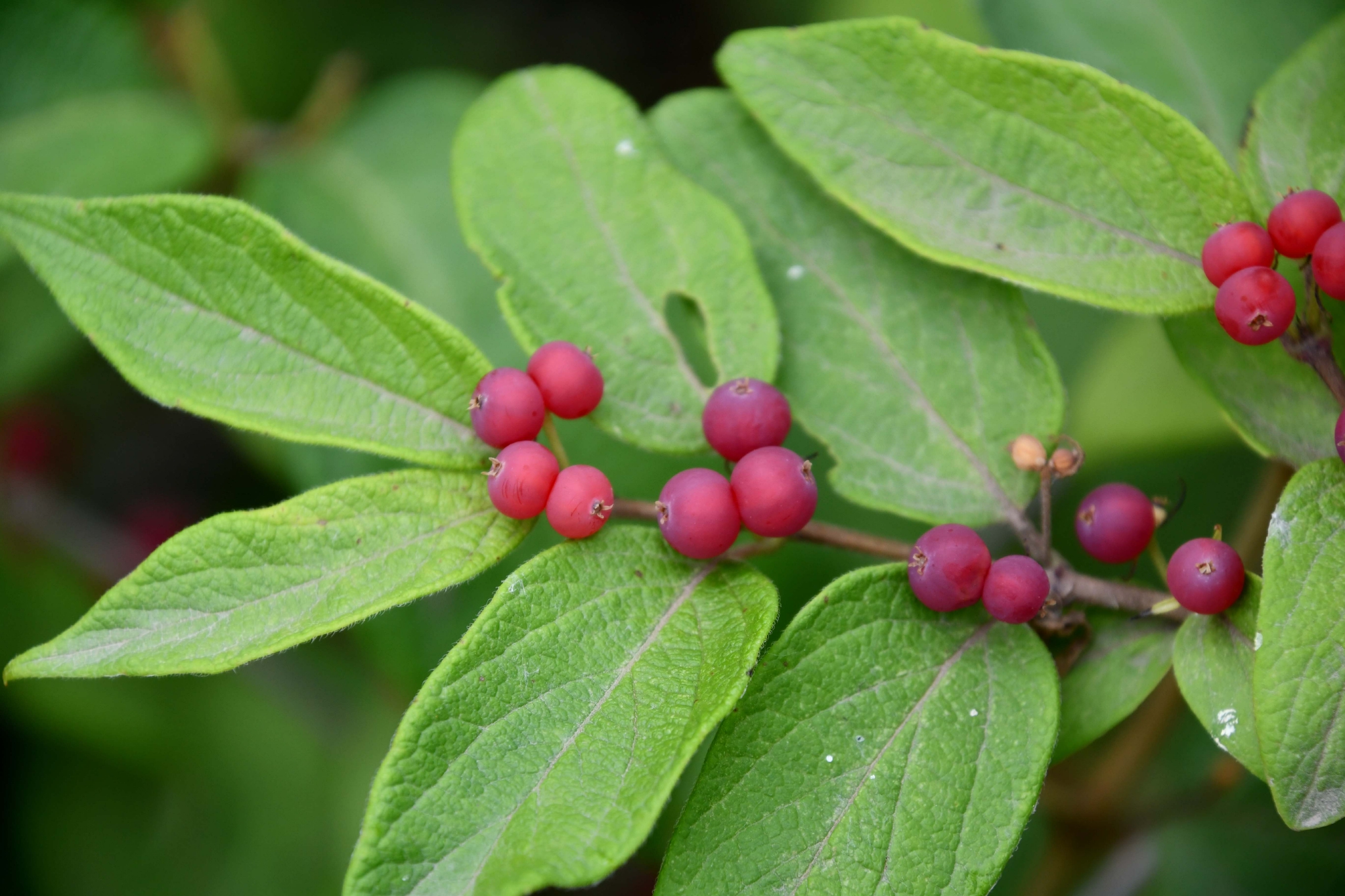 紫红色忍冬果原创拍摄