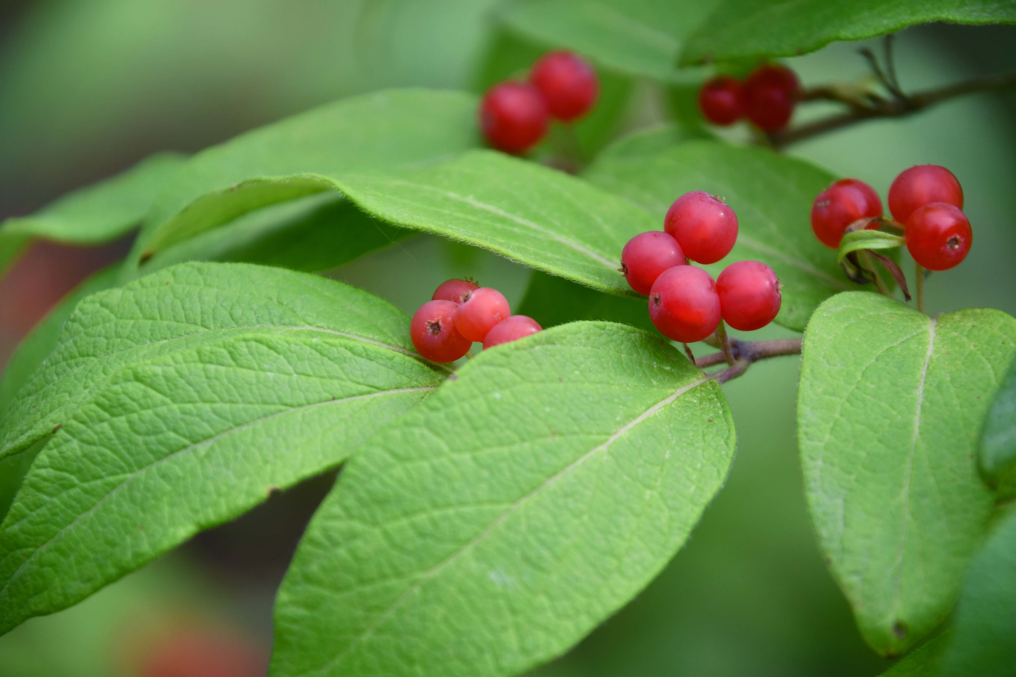 紫红色忍冬果原创拍摄