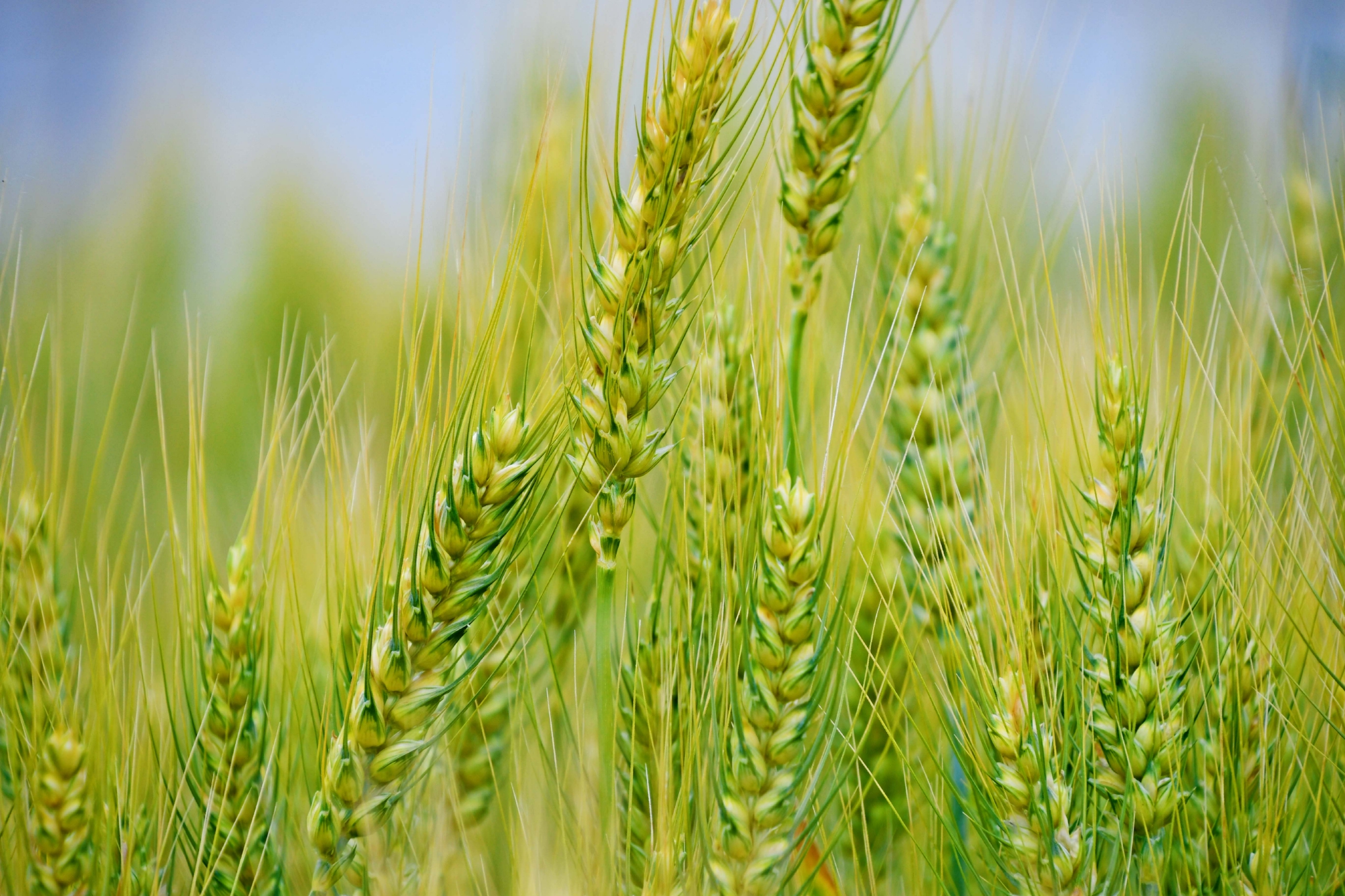 成熟的麦穗原创拍摄