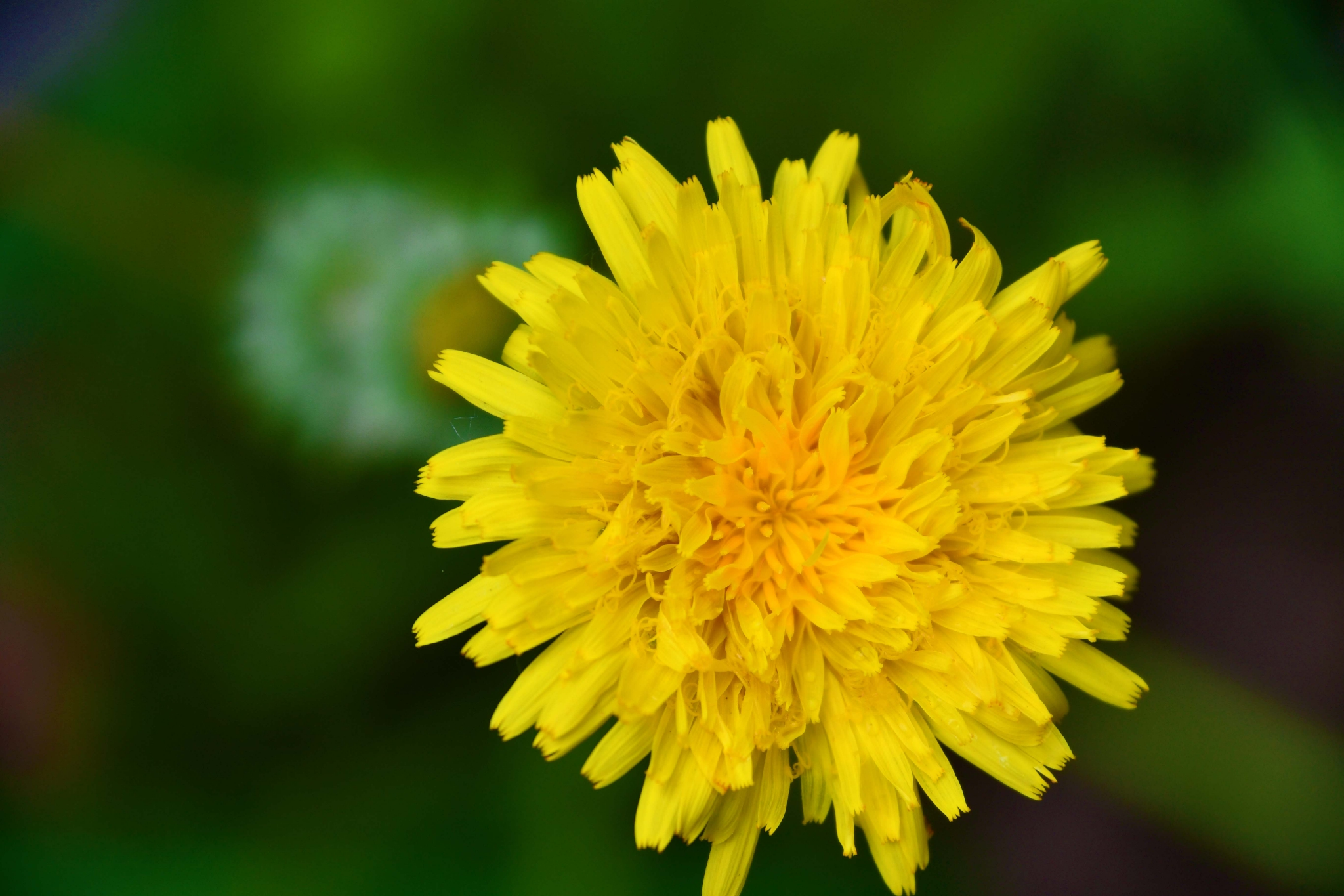 蒲公英花原创拍摄