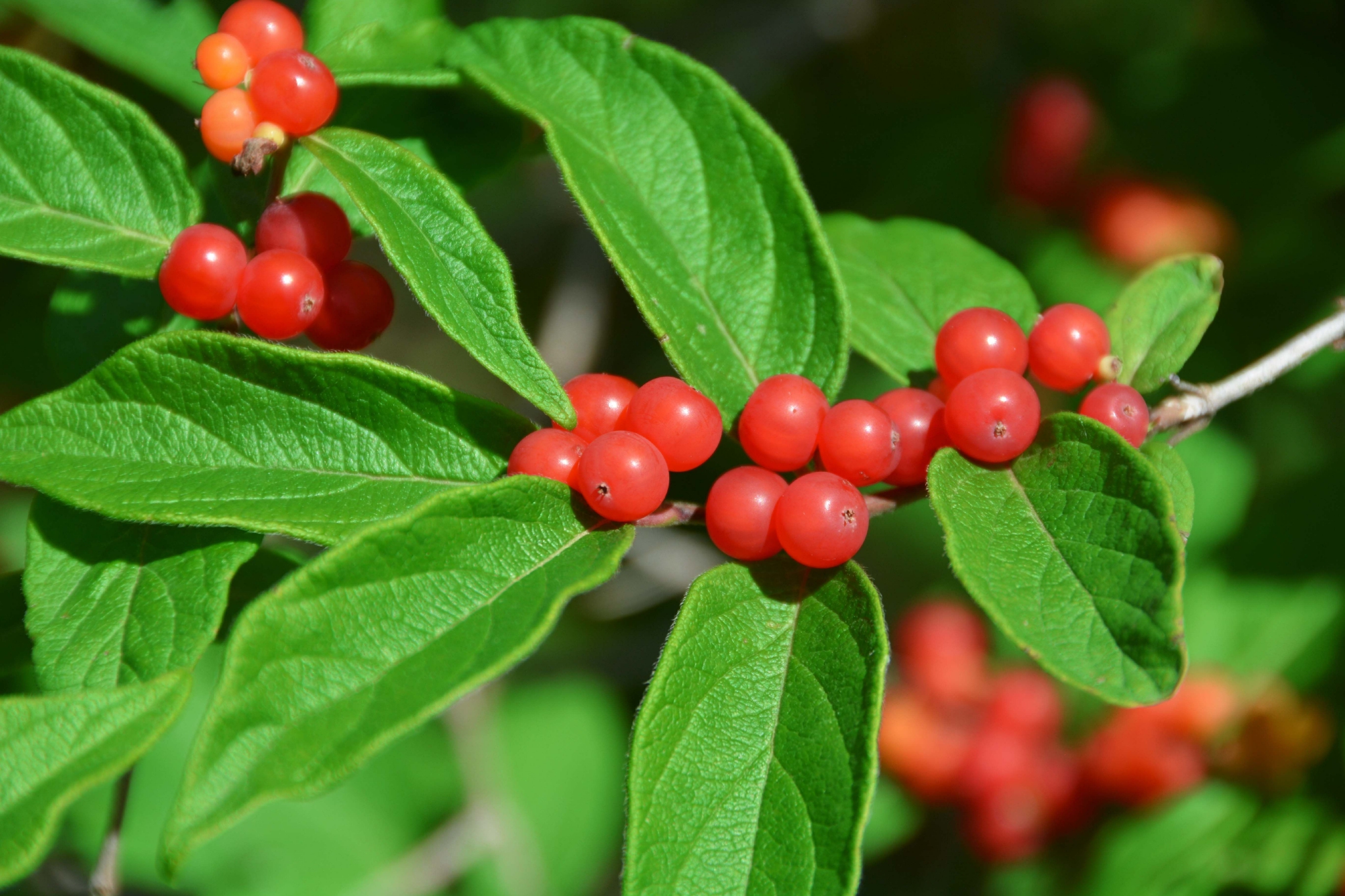 可爱的忍冬果原创拍摄