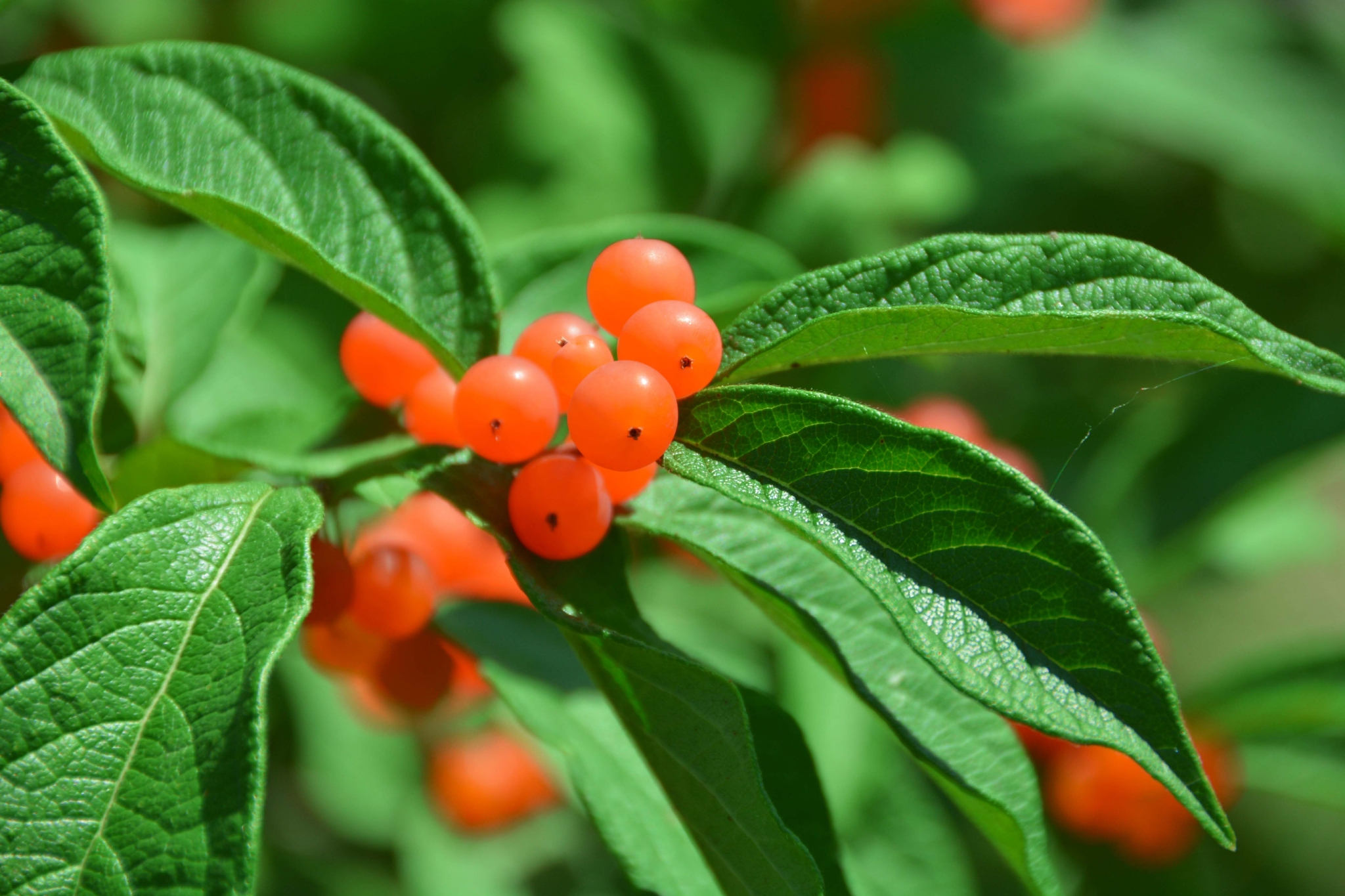 可爱的忍冬果,原创拍摄__财经头条