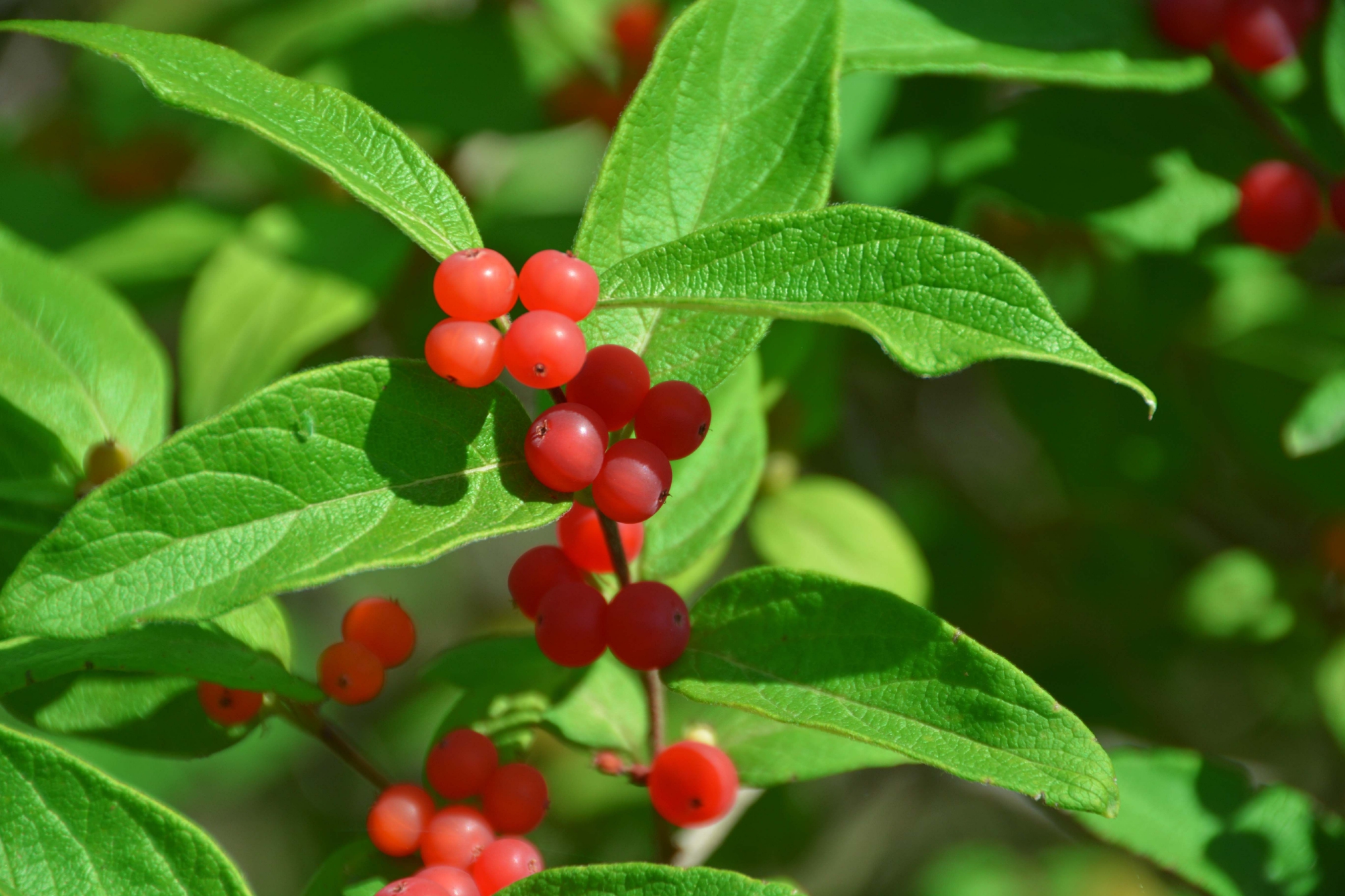 可爱的忍冬果原创拍摄