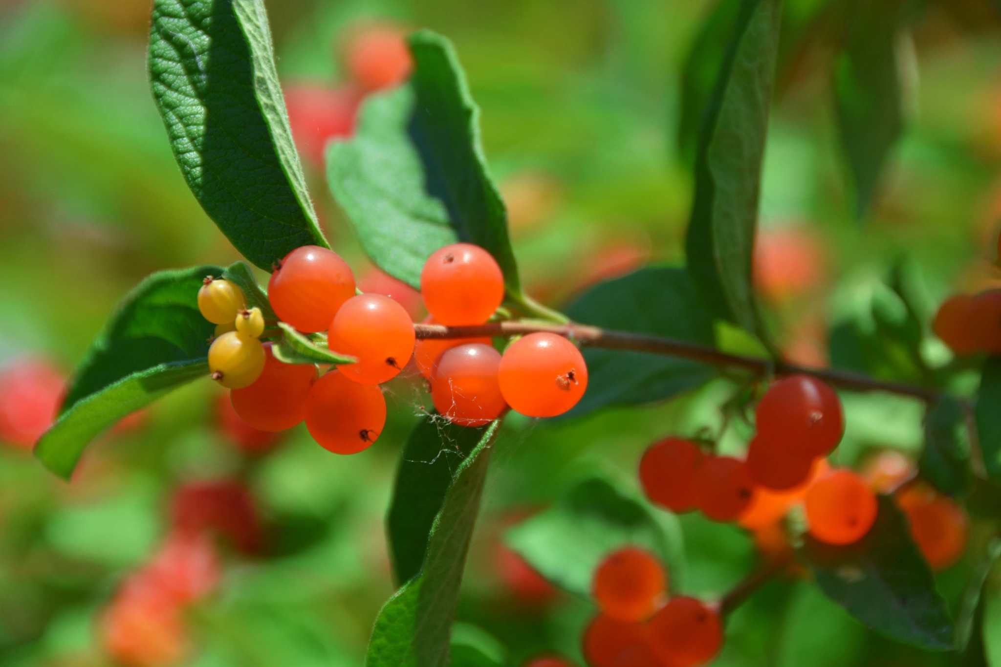 可爱的忍冬果原创拍摄