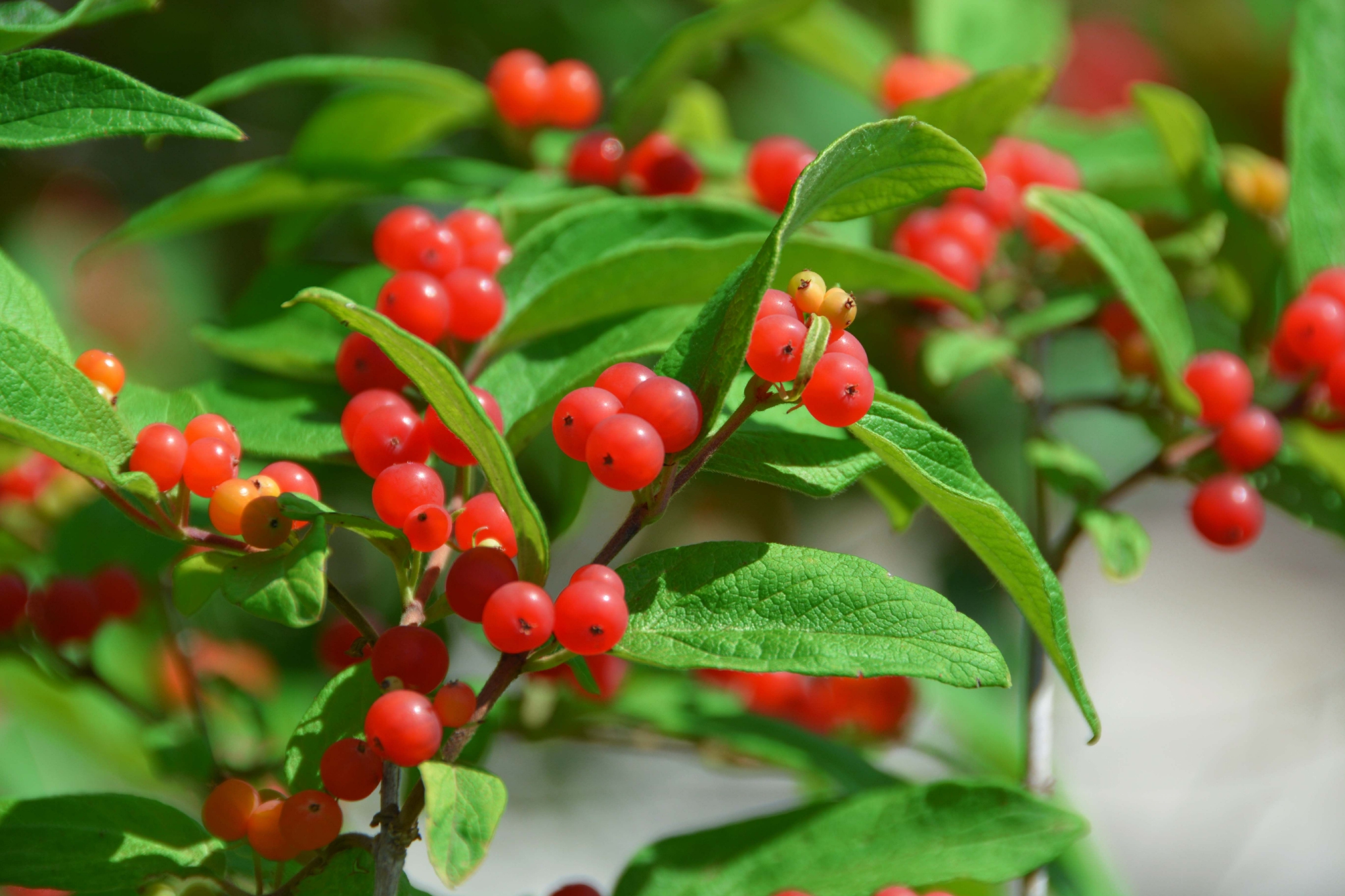 可爱的忍冬果原创拍摄