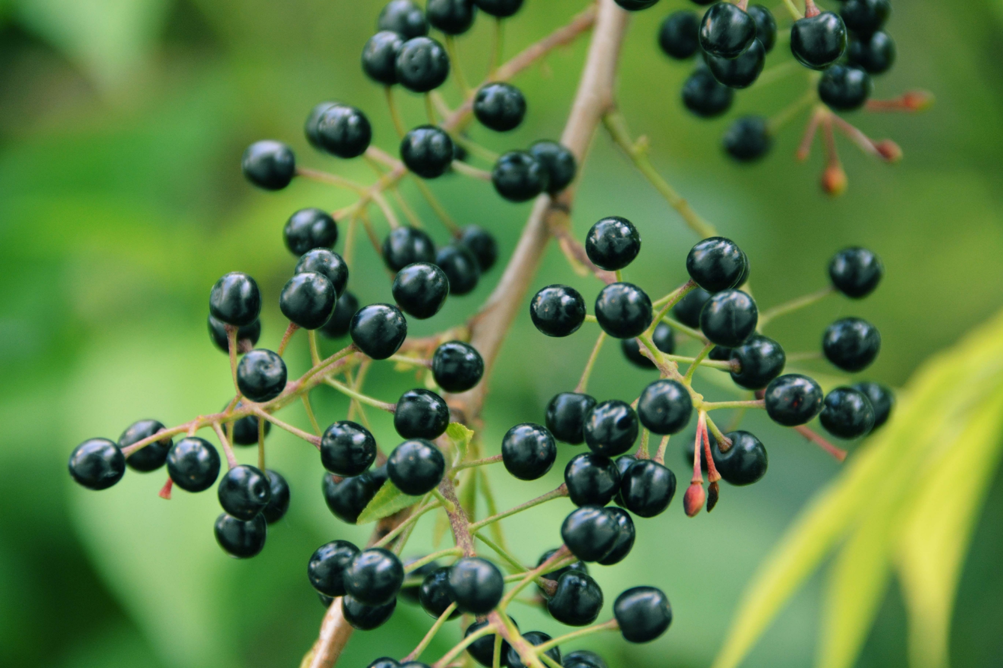 稠李果实,原创拍摄