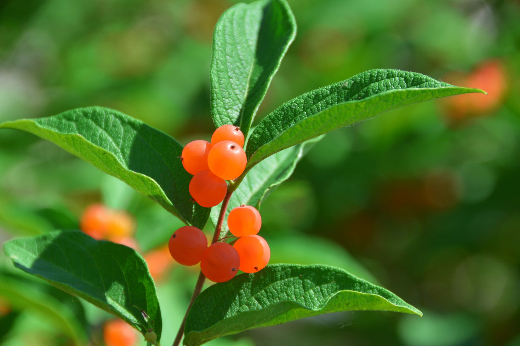 可爱的忍冬果原创拍摄