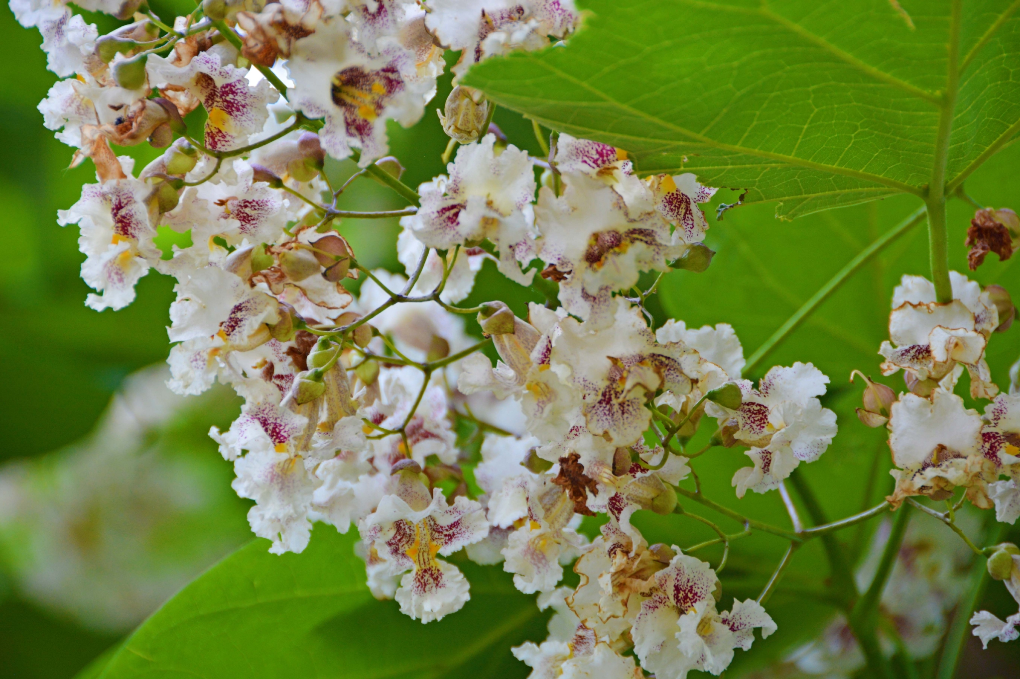 梓树花原创拍摄