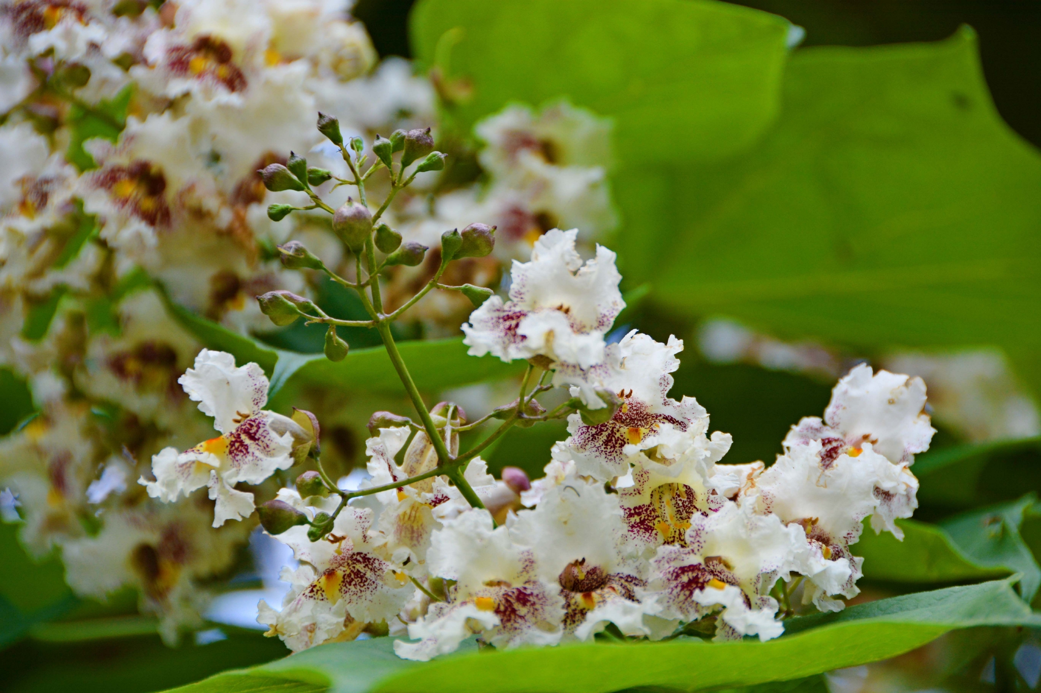 梓树花原创拍摄
