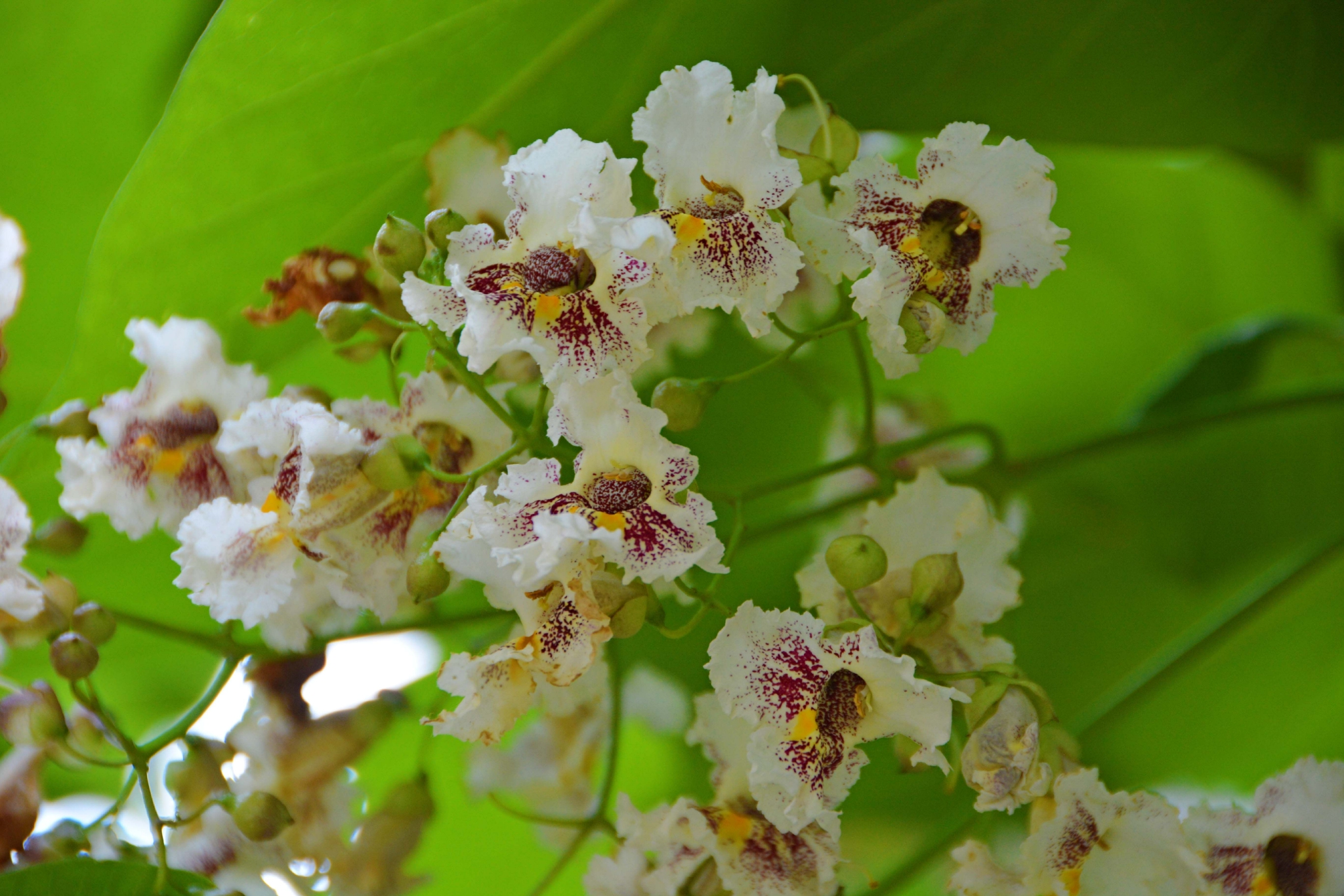 梓树花原创拍摄