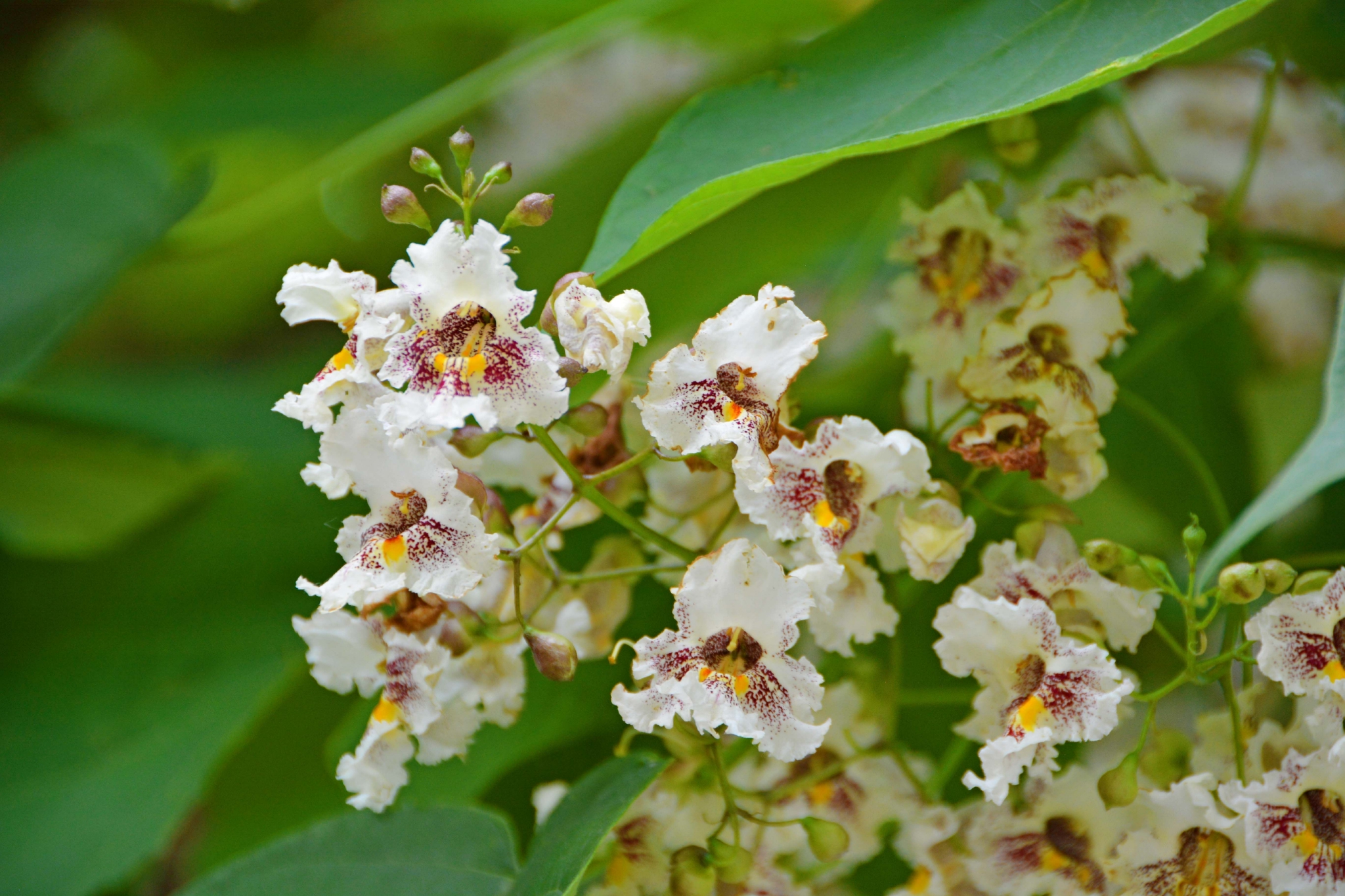 梓树花原创拍摄