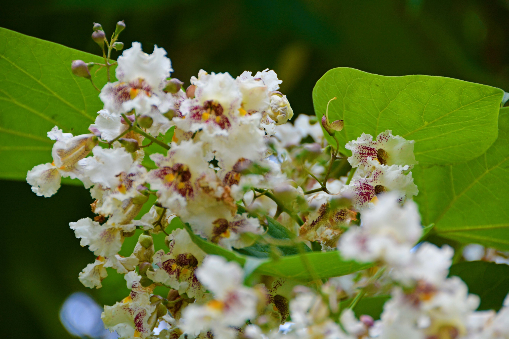梓树花原创拍摄