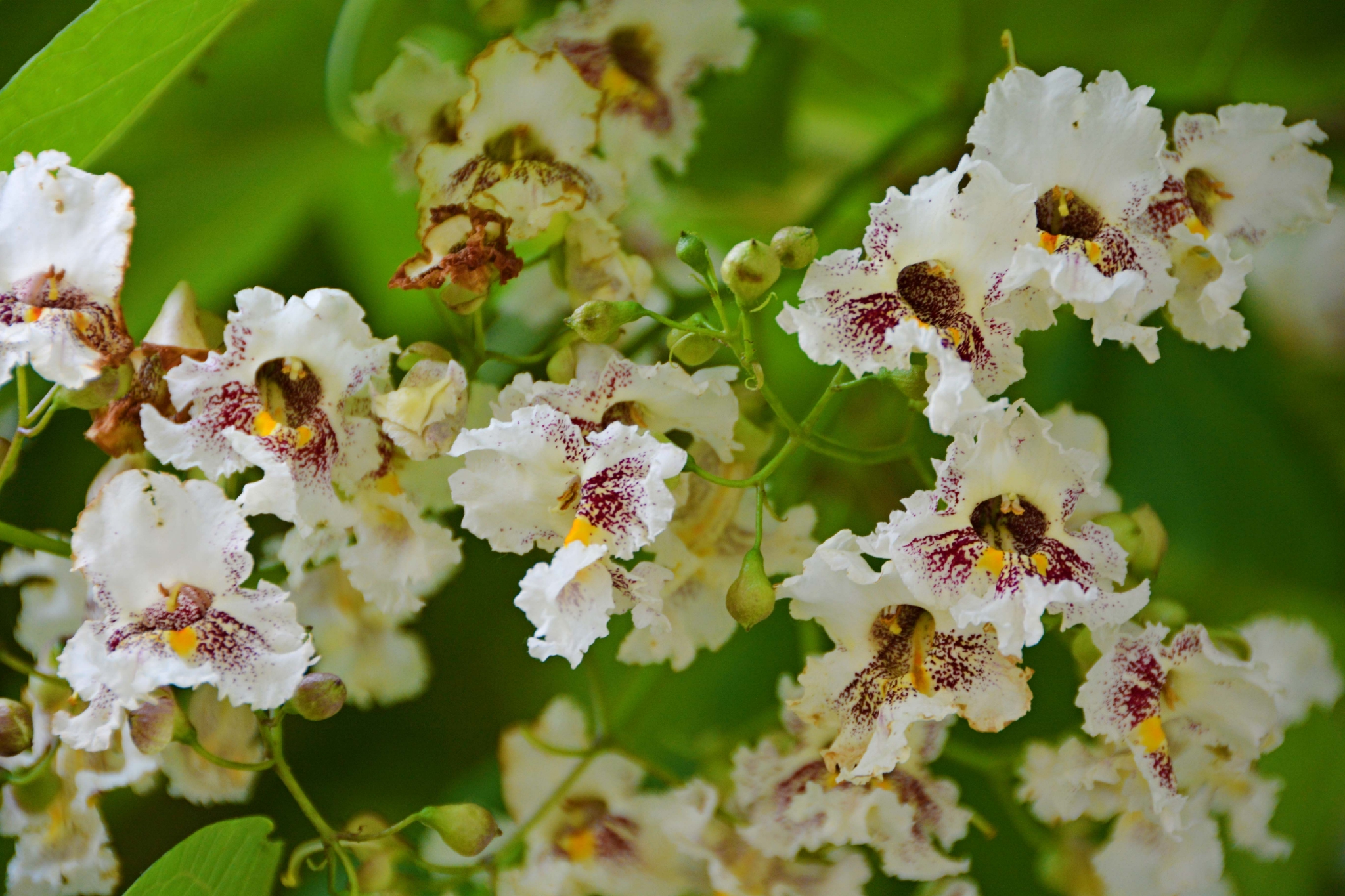 梓树花,原创拍摄__财经头条