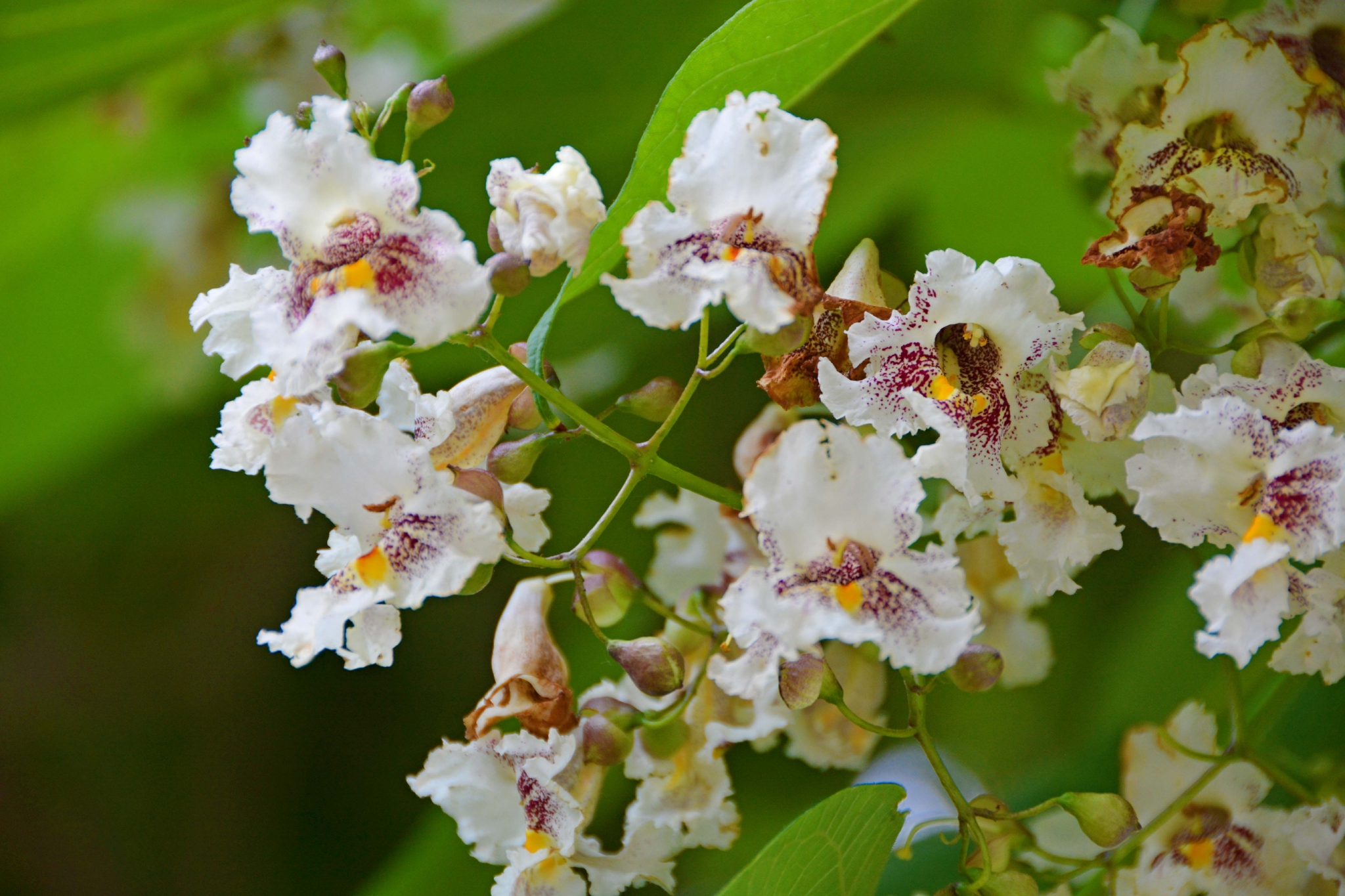 梓树花原创拍摄