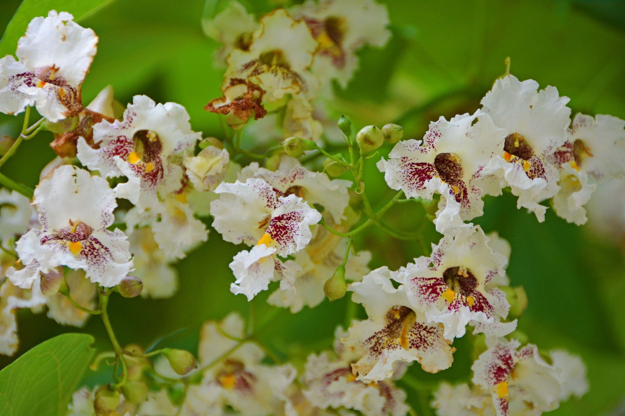 梓树花,原创拍摄__财经头条